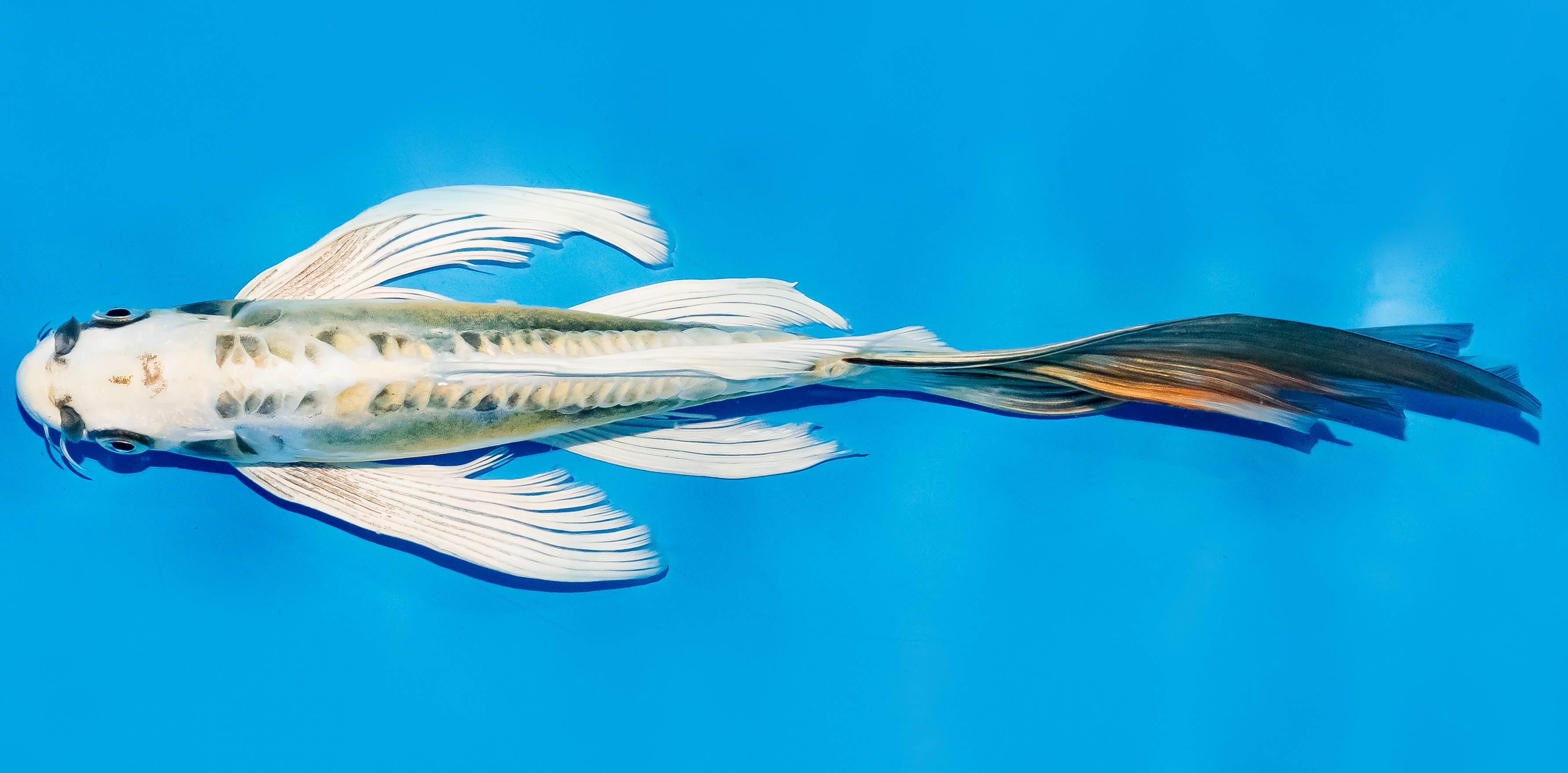 Butterfly Koi 25-30cm Nr. 6421