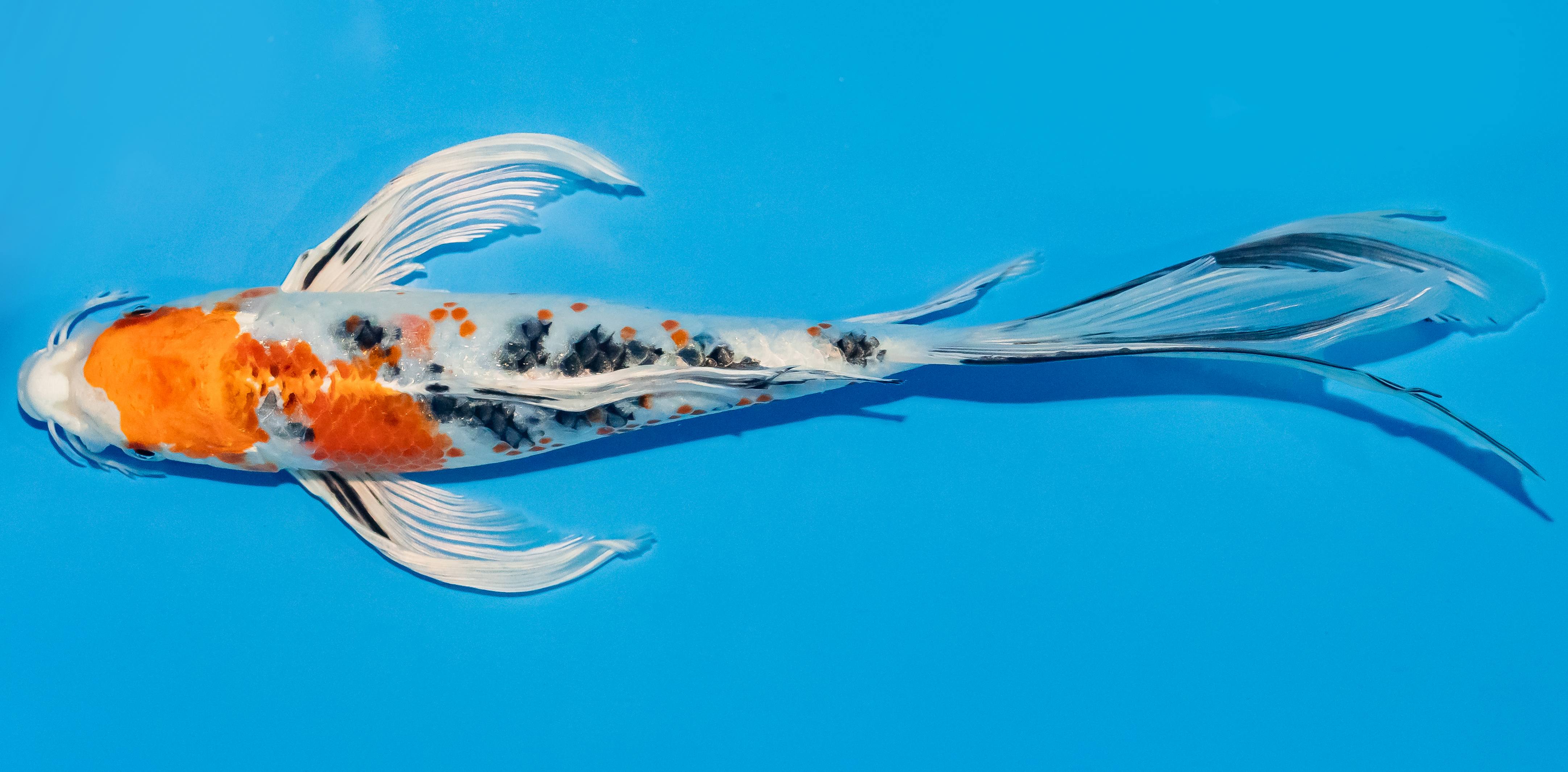 Butterfly Koi 25-30cm Nr. 2331