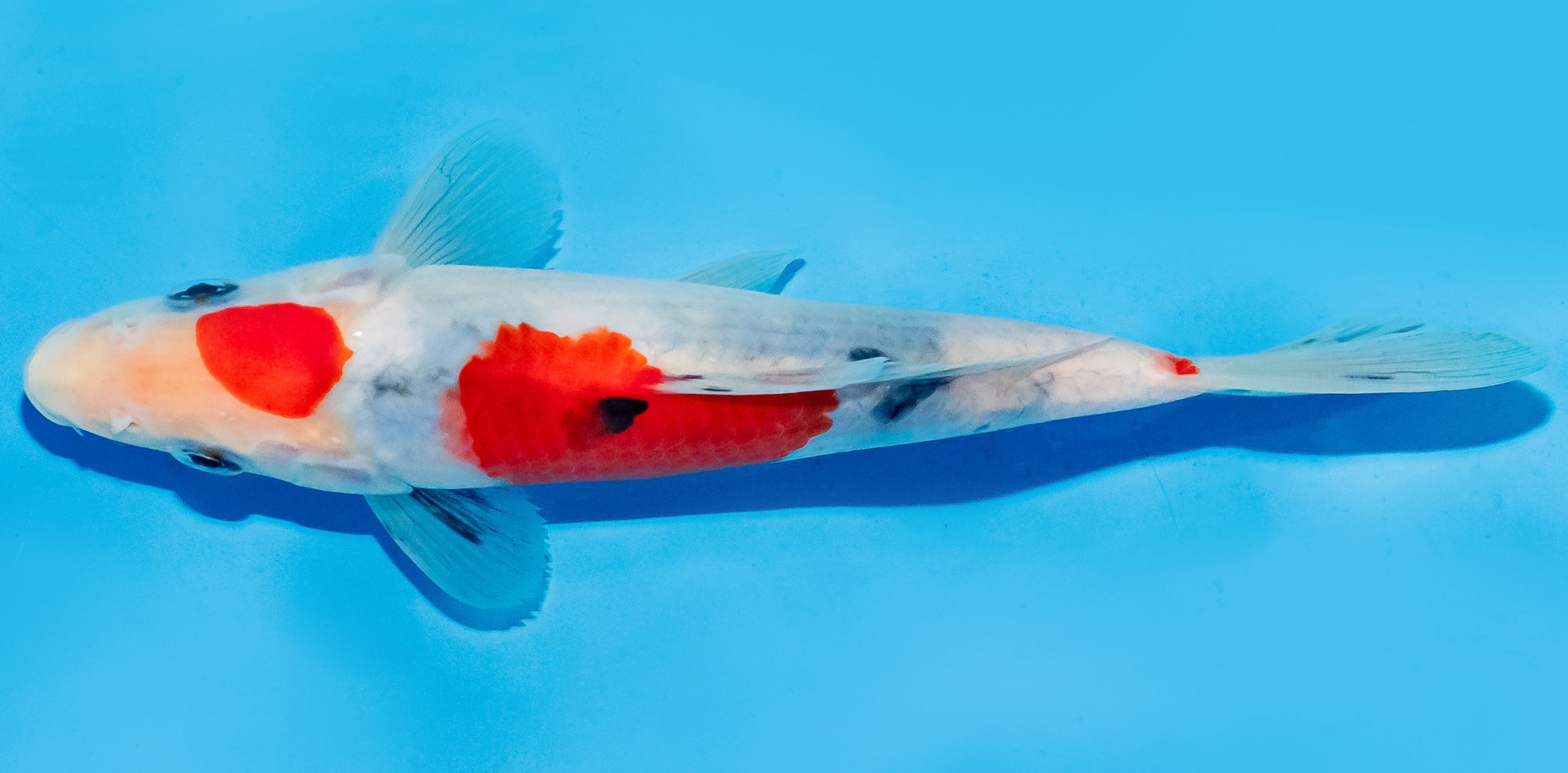 Koi 17-20cm Nr. 6584