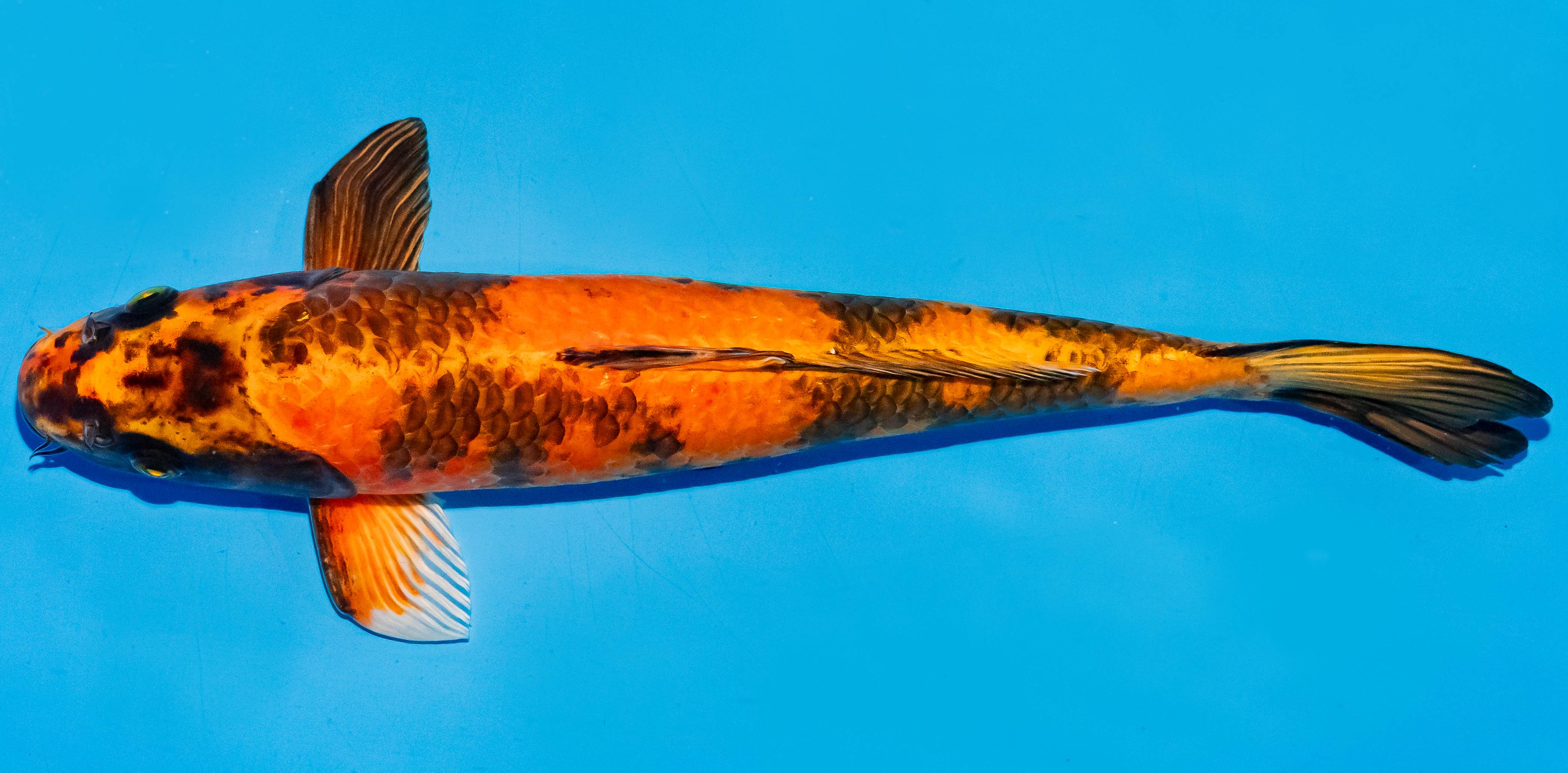 Koi 35-40cm Nr. 5085