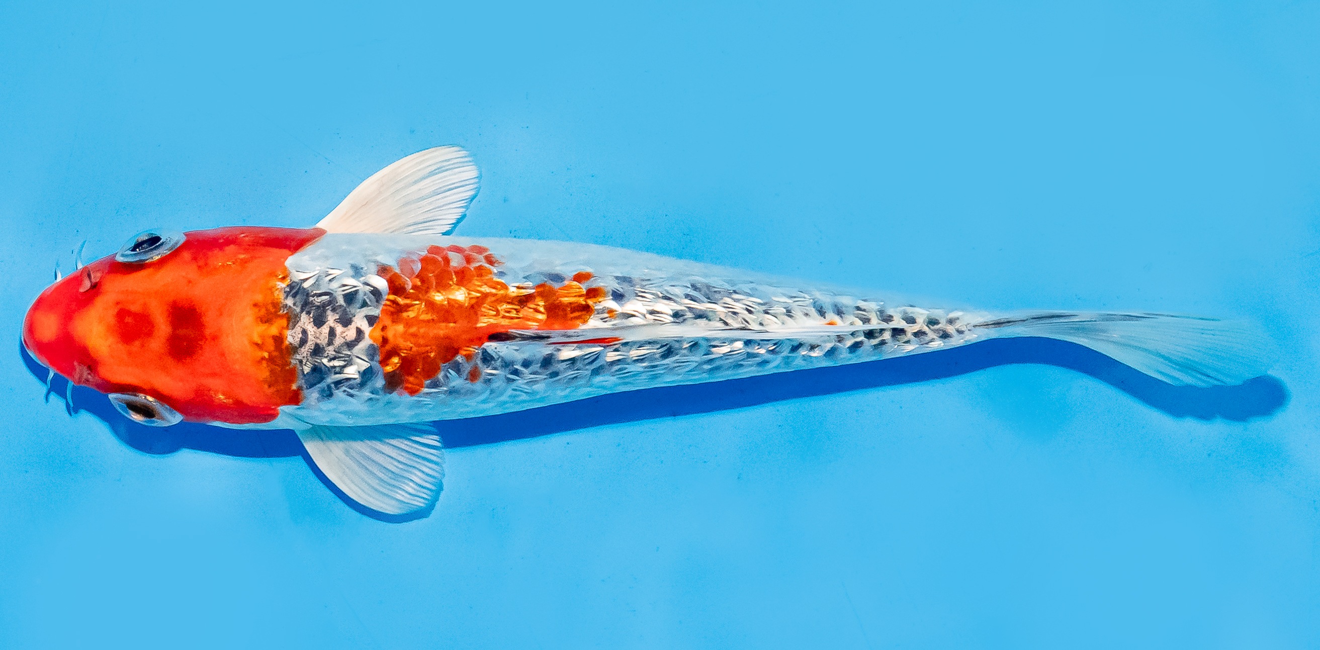 Koi 17-20cm Nr. 6593