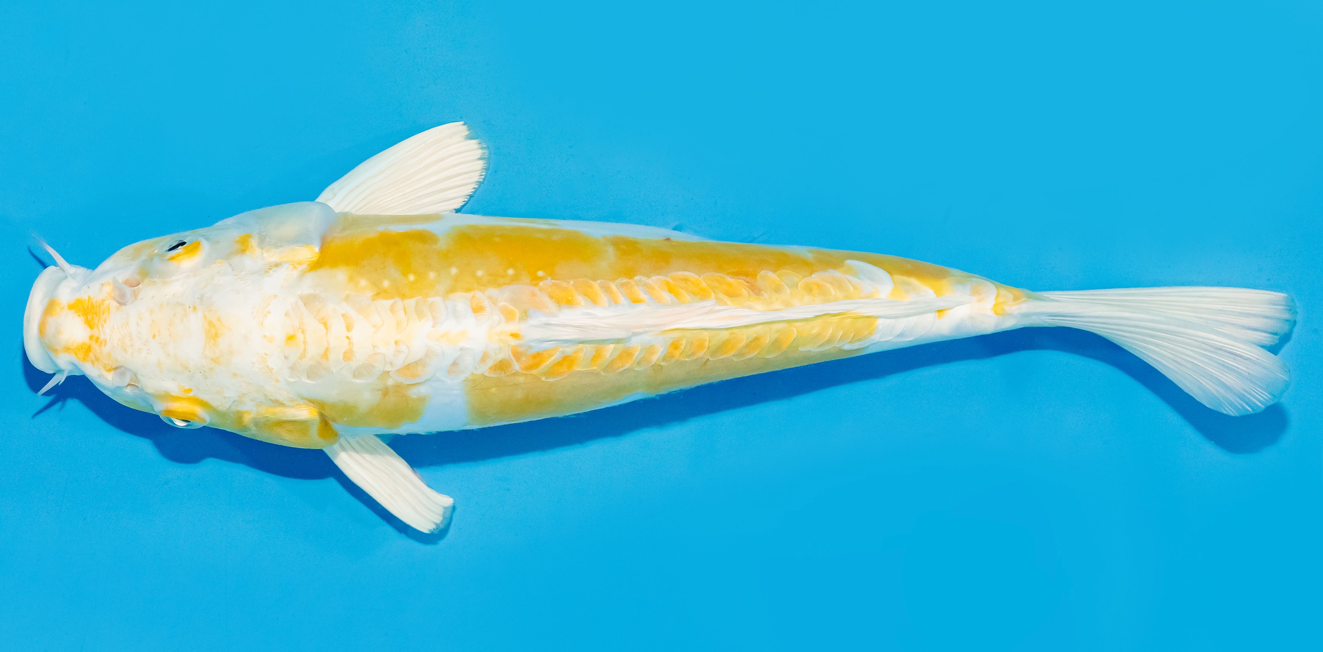 Koi 30-35cm Nr. 7641