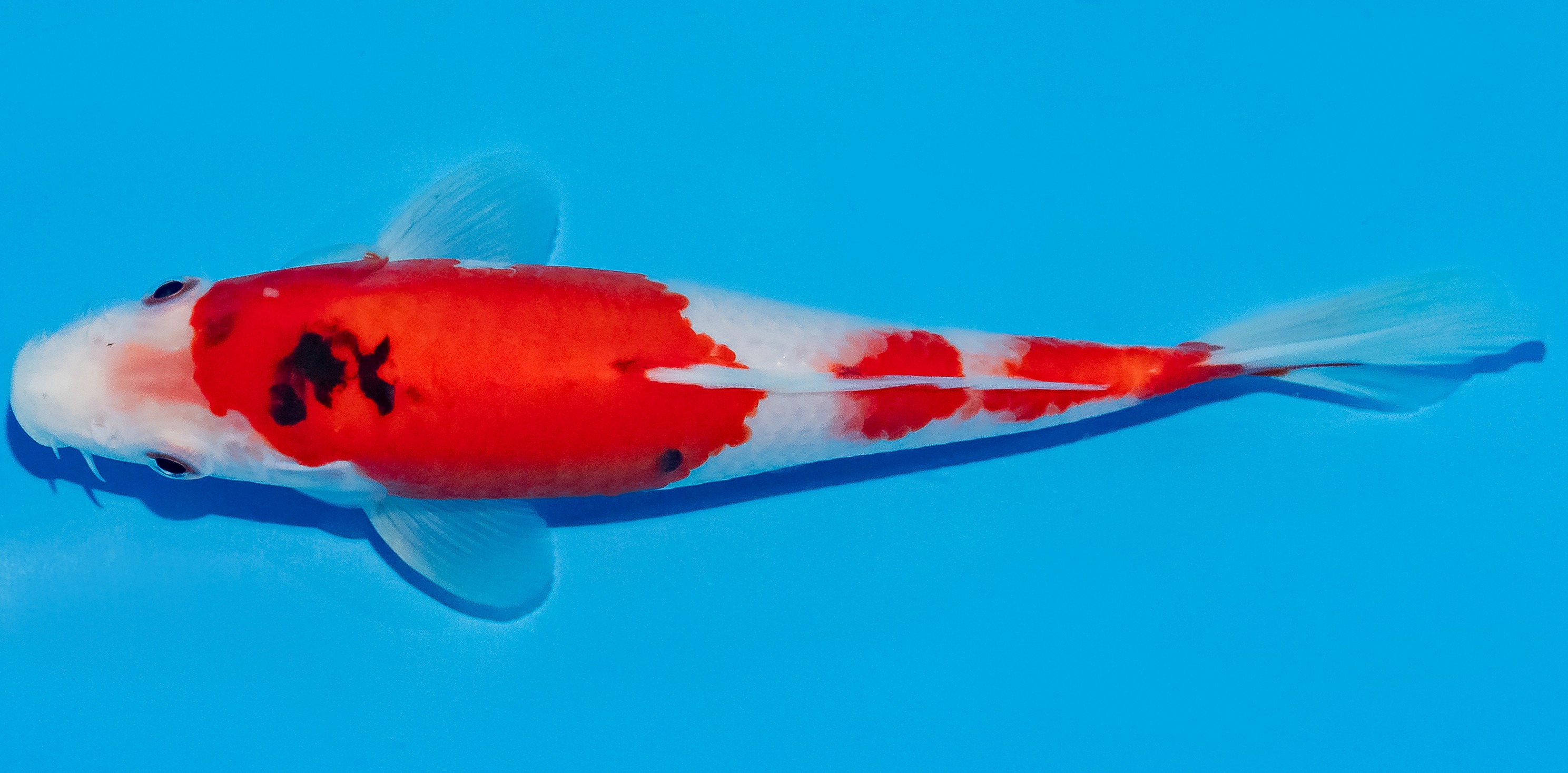 Koi 17-20cm Nr. 2071