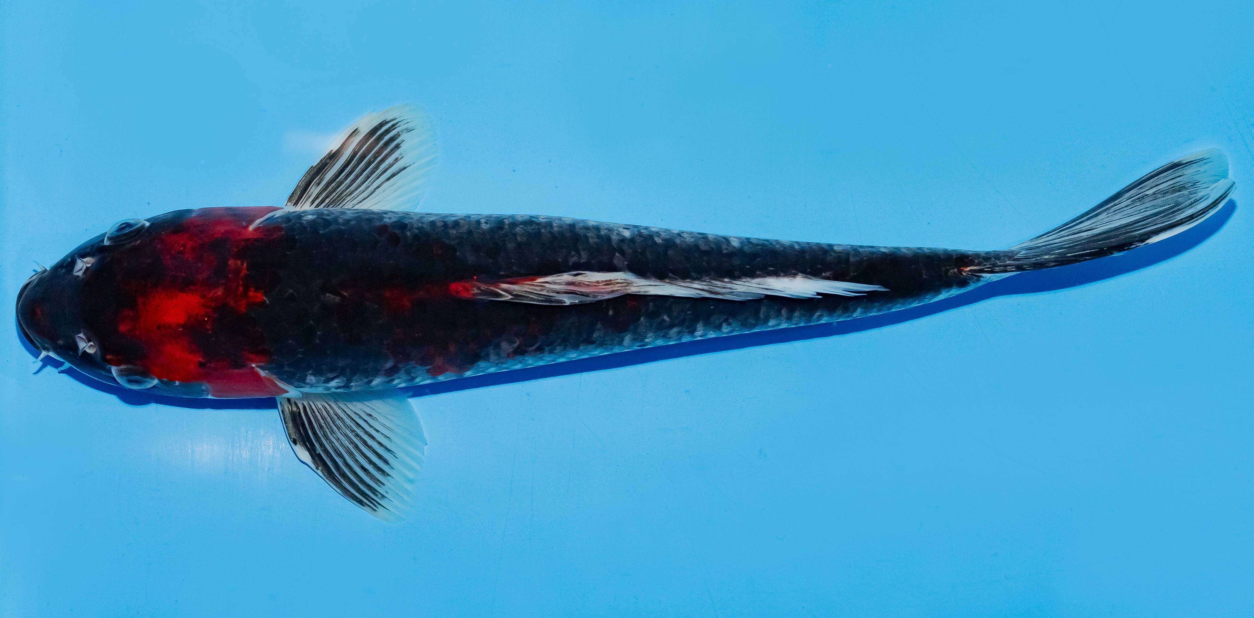 Koi 35-40cm Nr. 5086