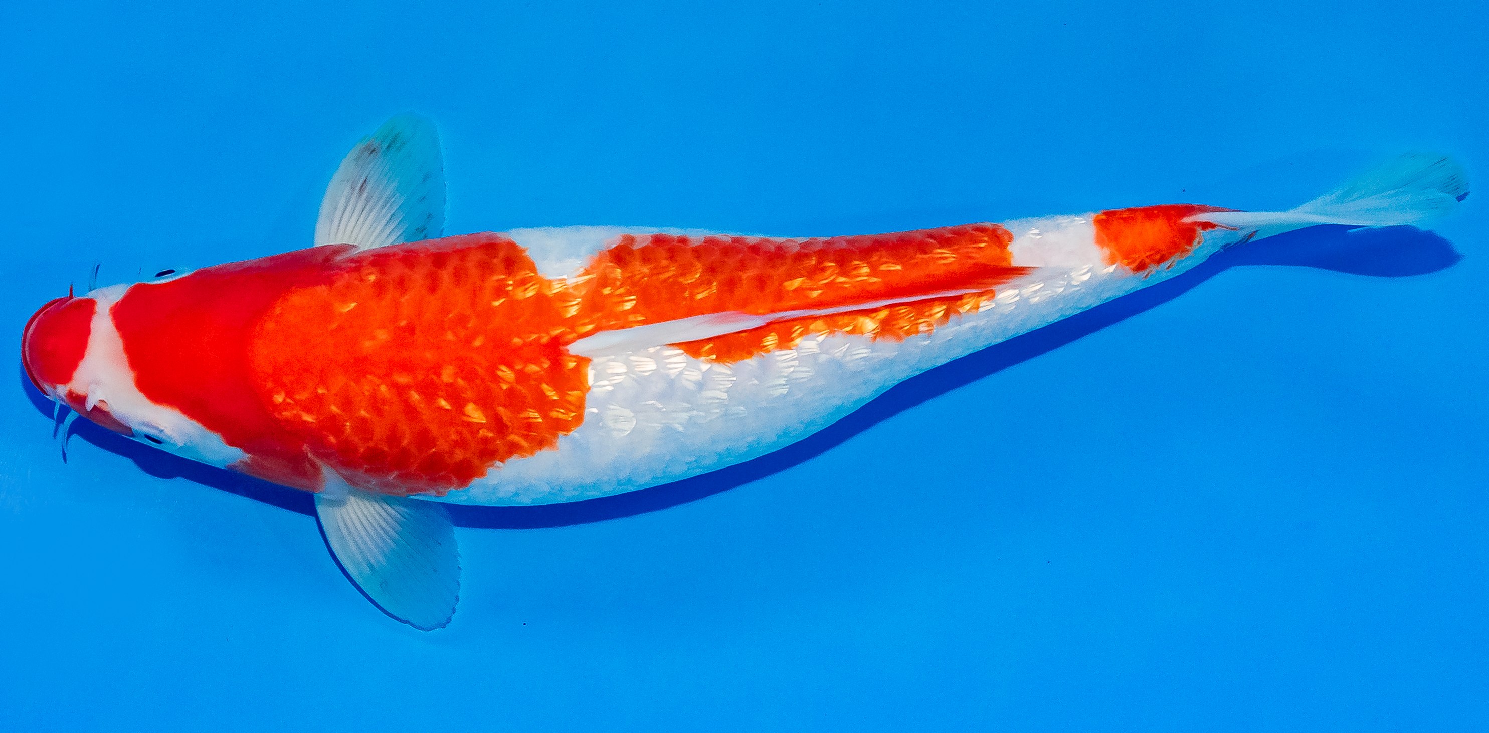 Koi 30-35cm Nr. 3701
