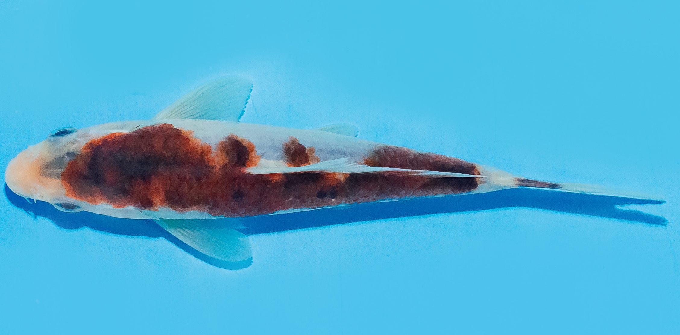 Koi 14-17cm Nr. 8025