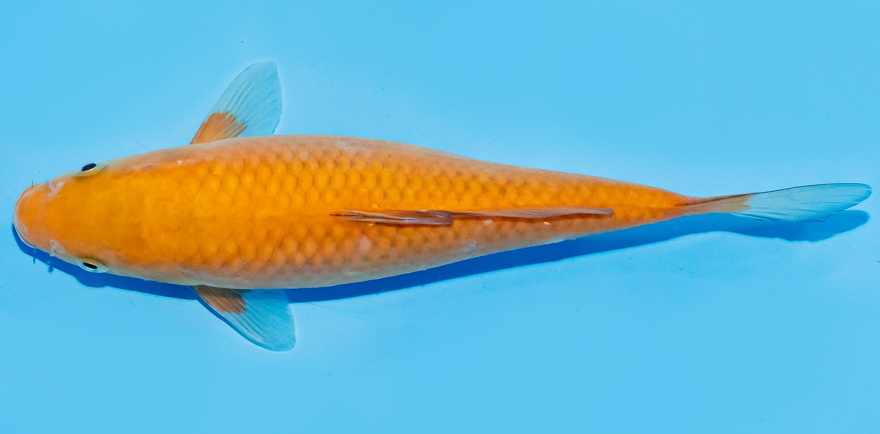 Koi 20-25cm Nr. 6679