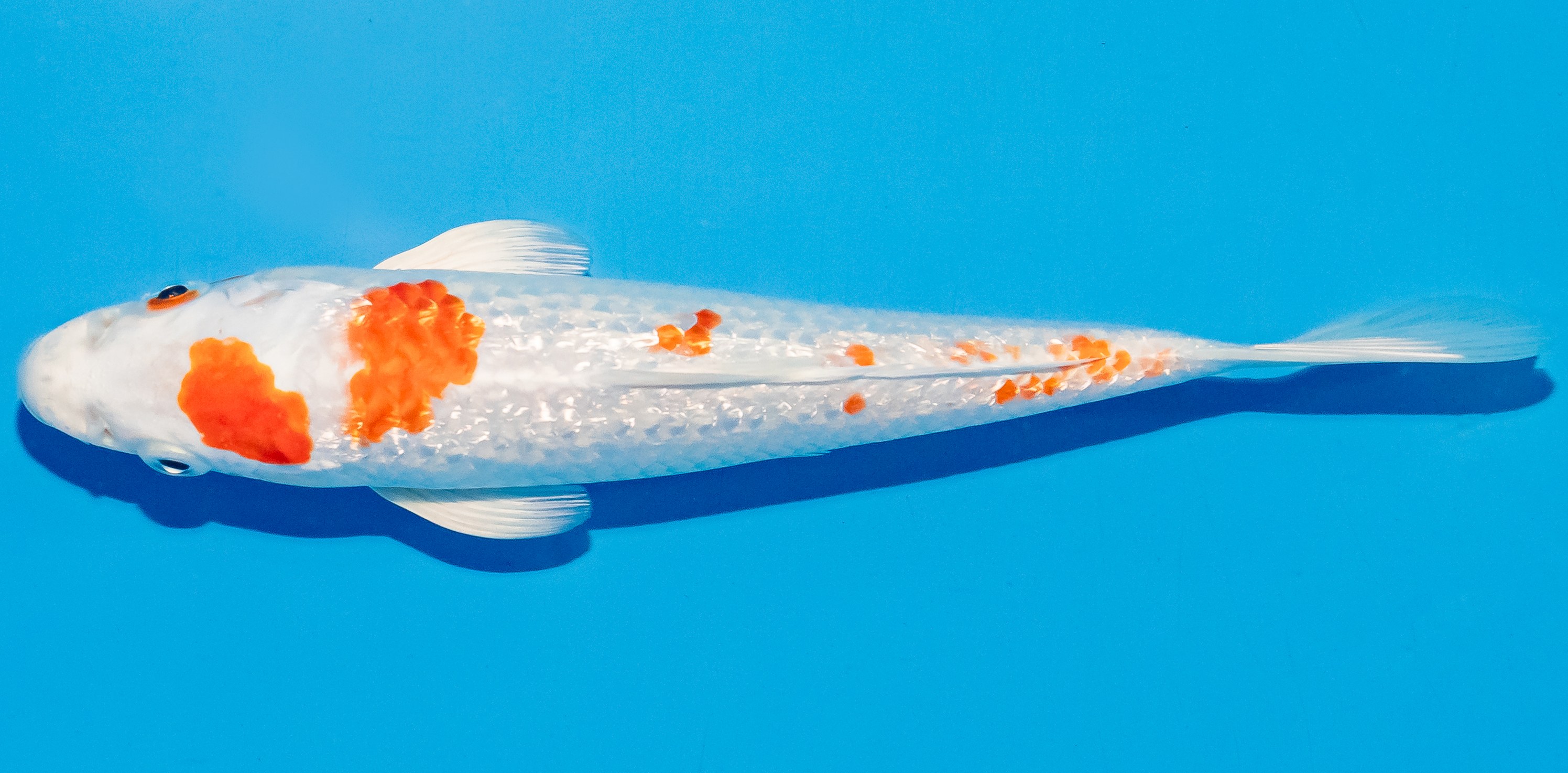 Koi 17-20cm Nr. 4510