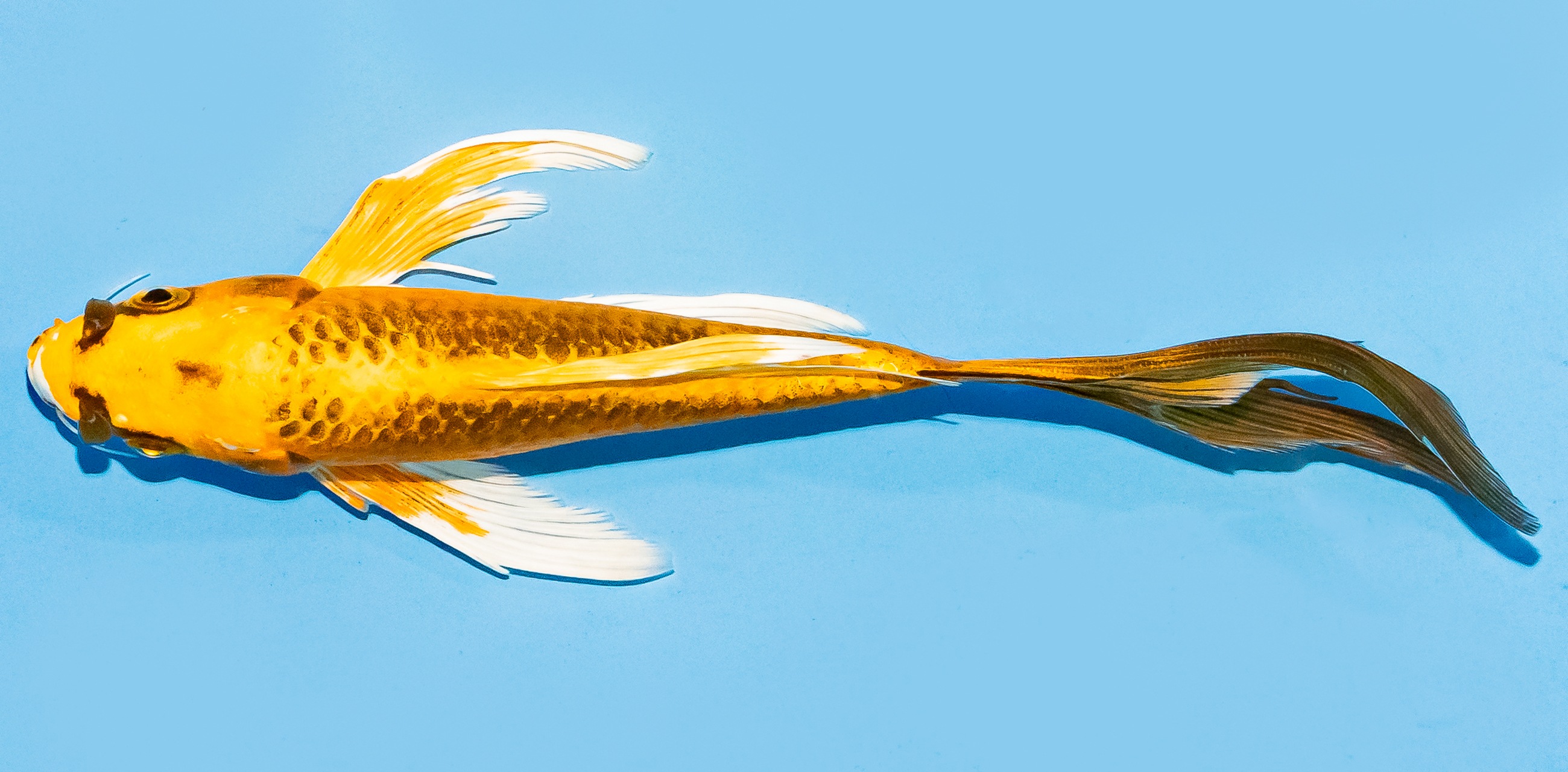 Butterfly Koi 14-17cm Nr. 8246