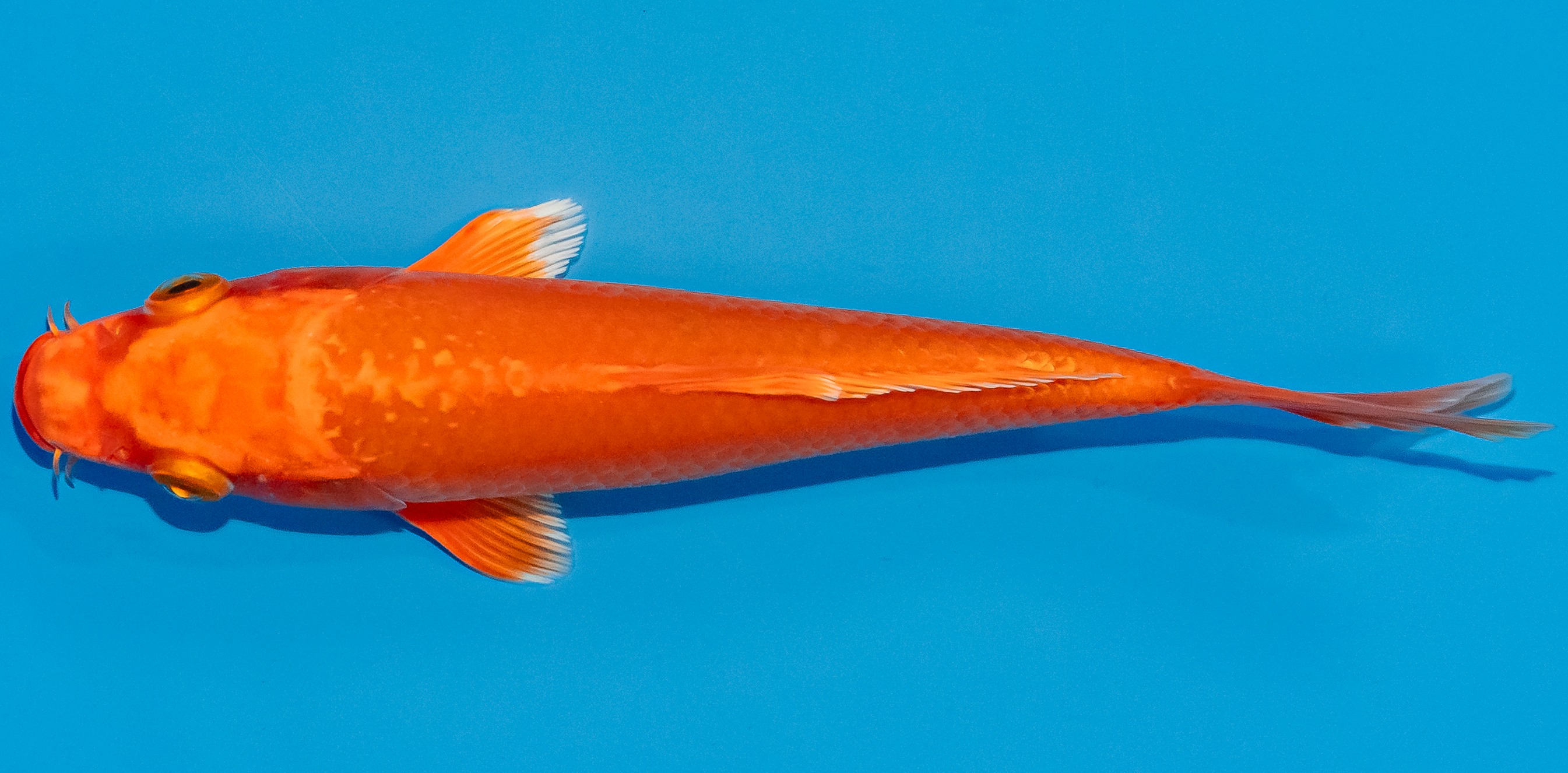 Koi 14-17cm Nr. 3624