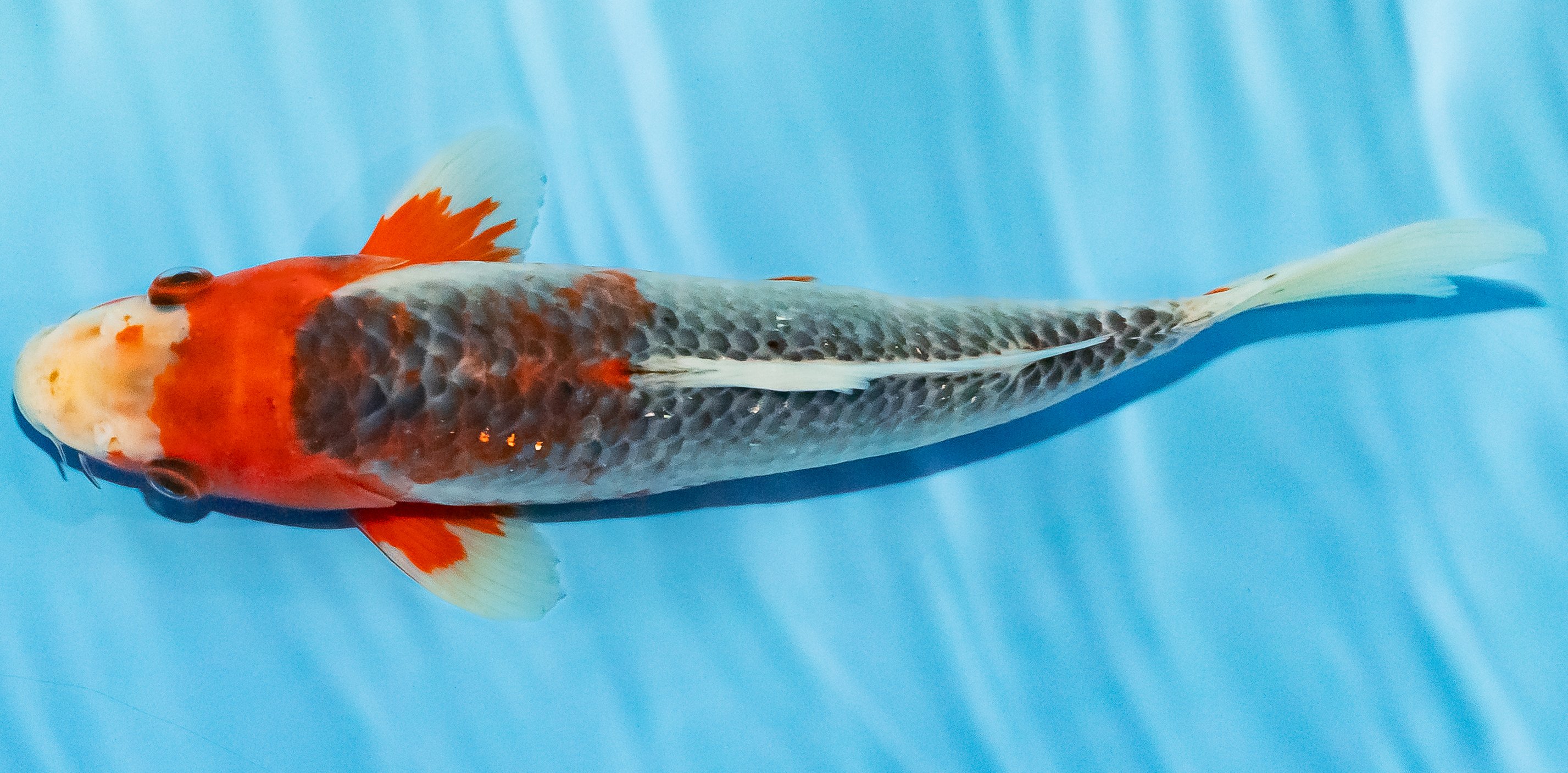 Koi 25-30cm Nr. 1523