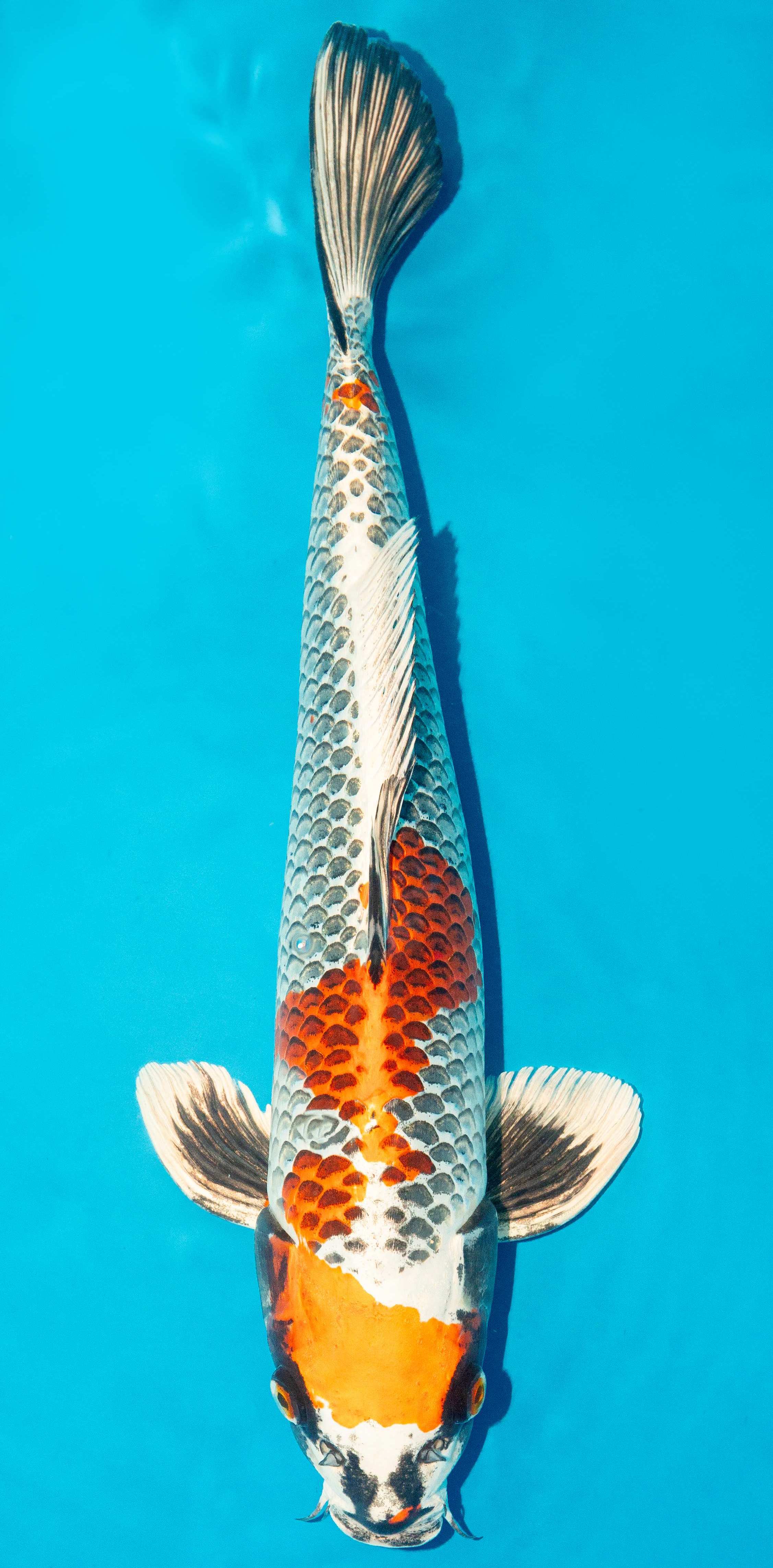 Koi 40-45cm Nr. 4989