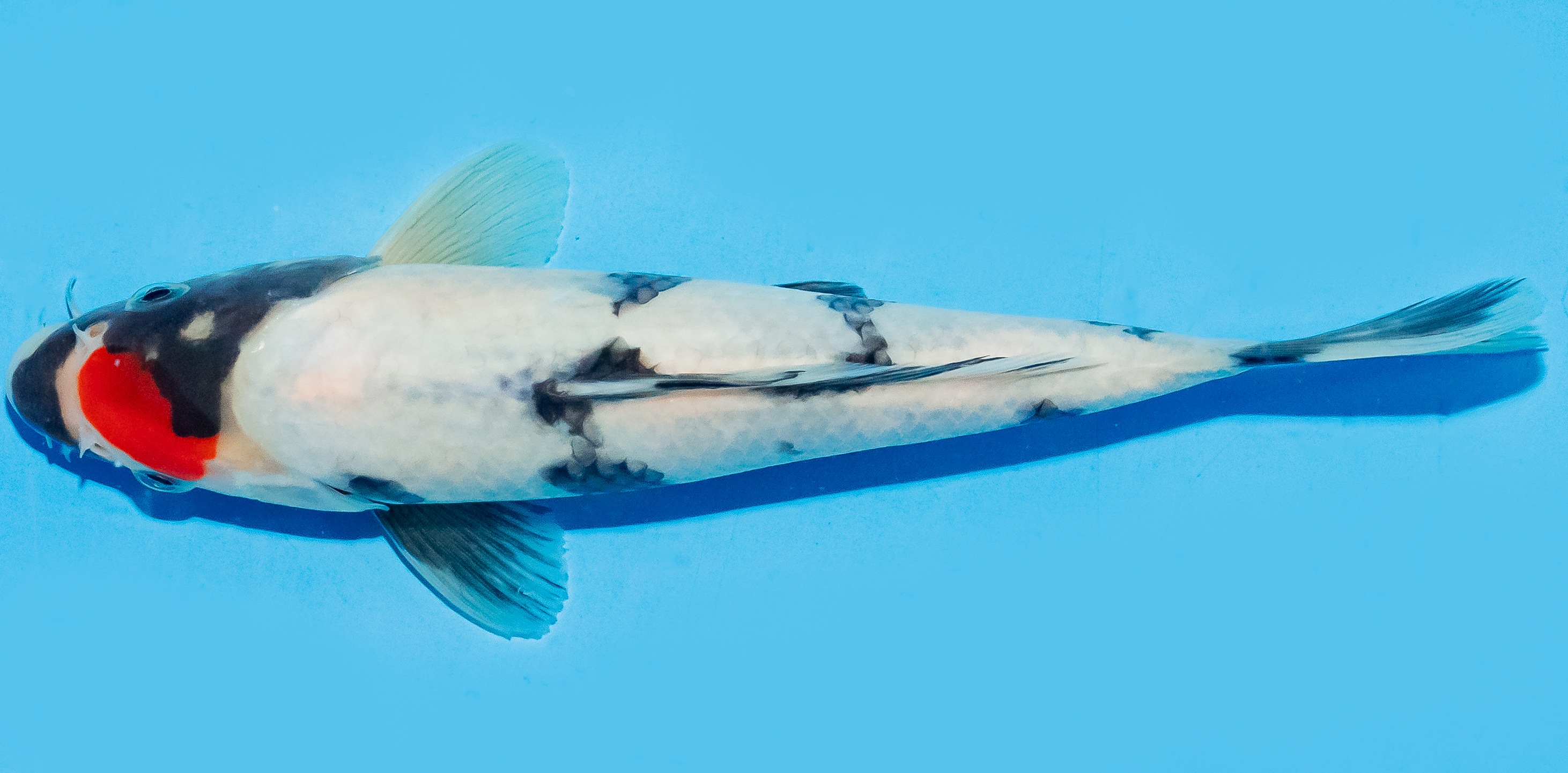 Koi 20-25cm Nr. 6660