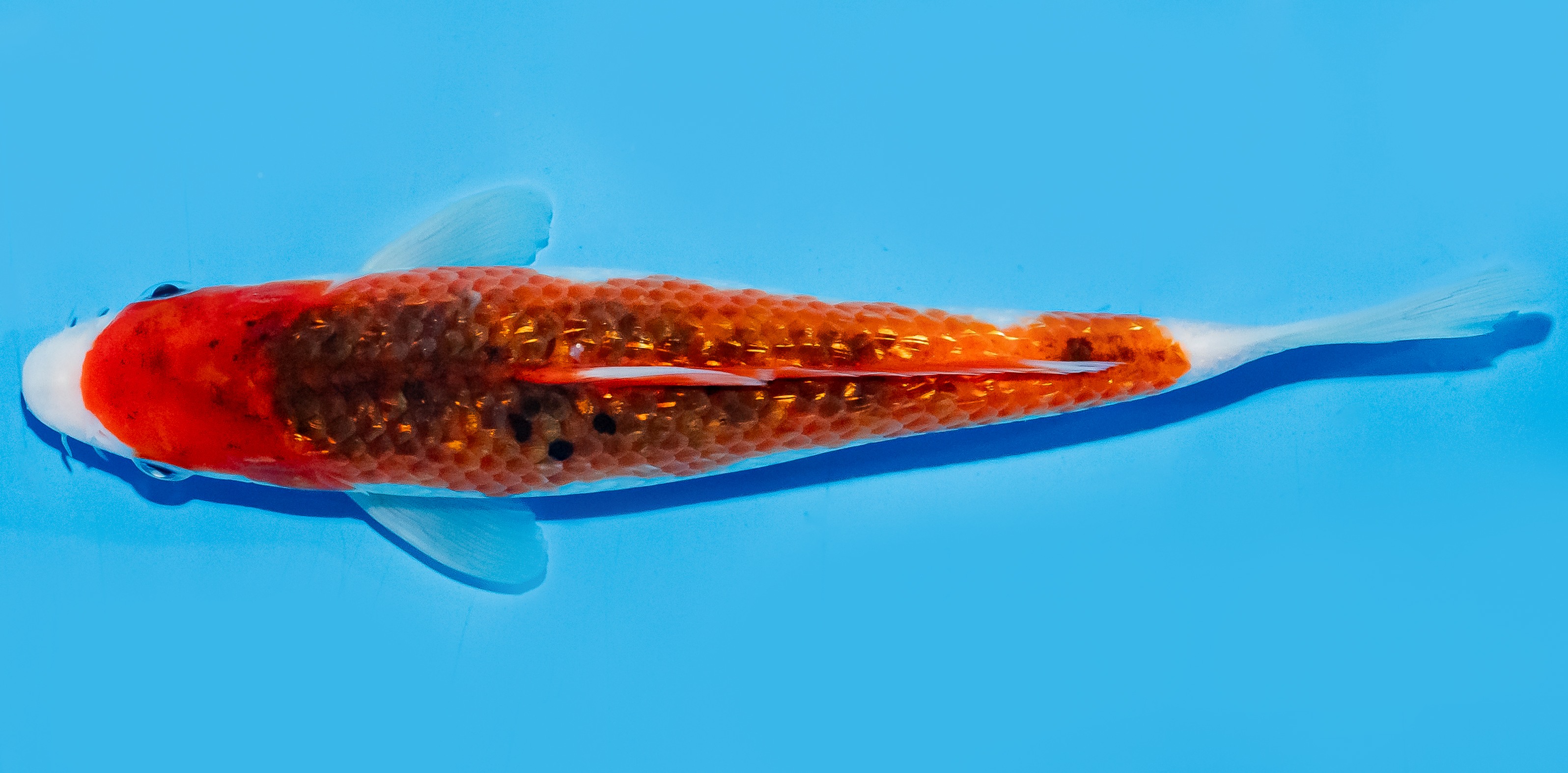 Koi 20-25cm Nr. 7570