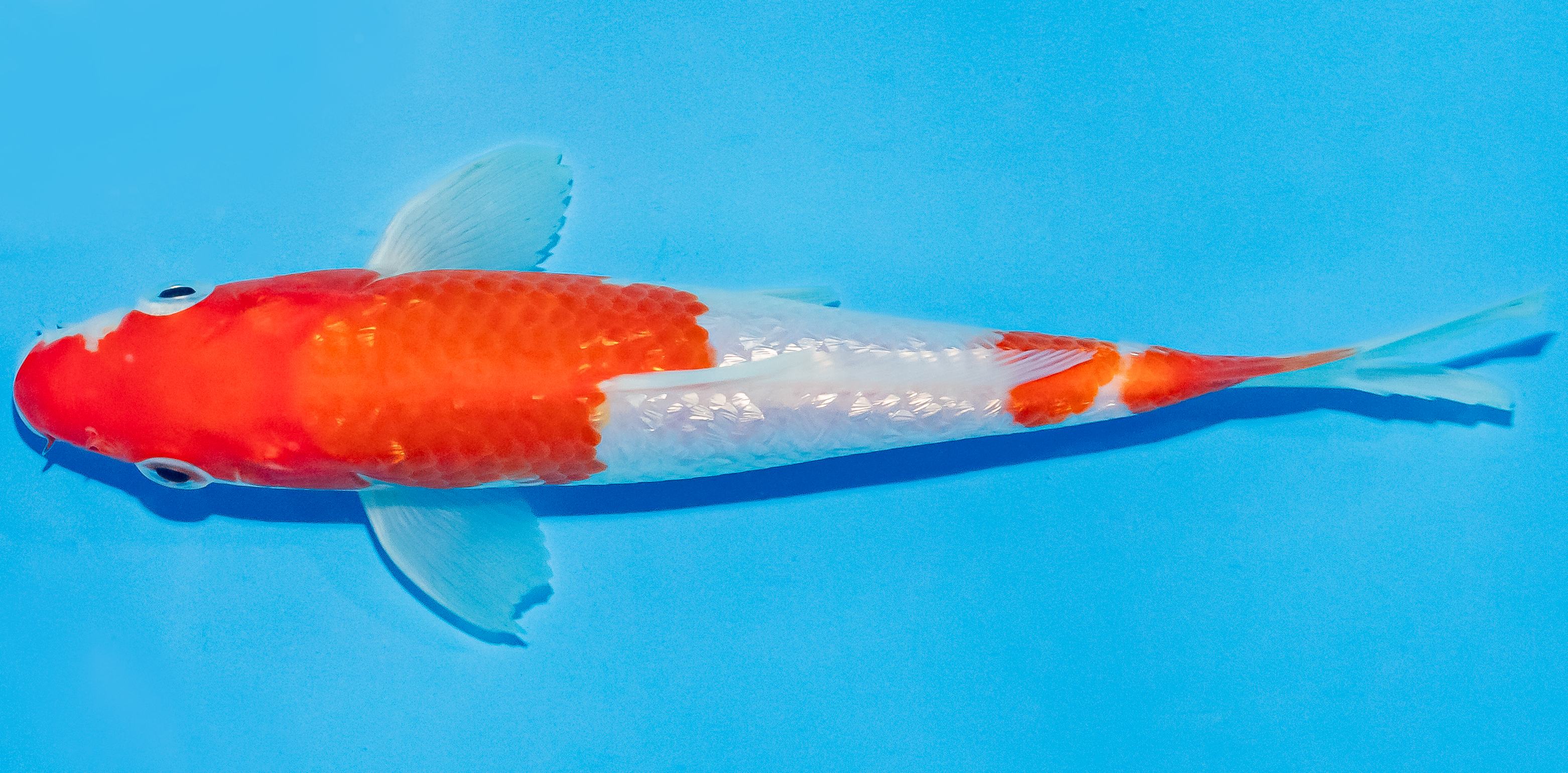 Koi 14-17cm Nr. 2726