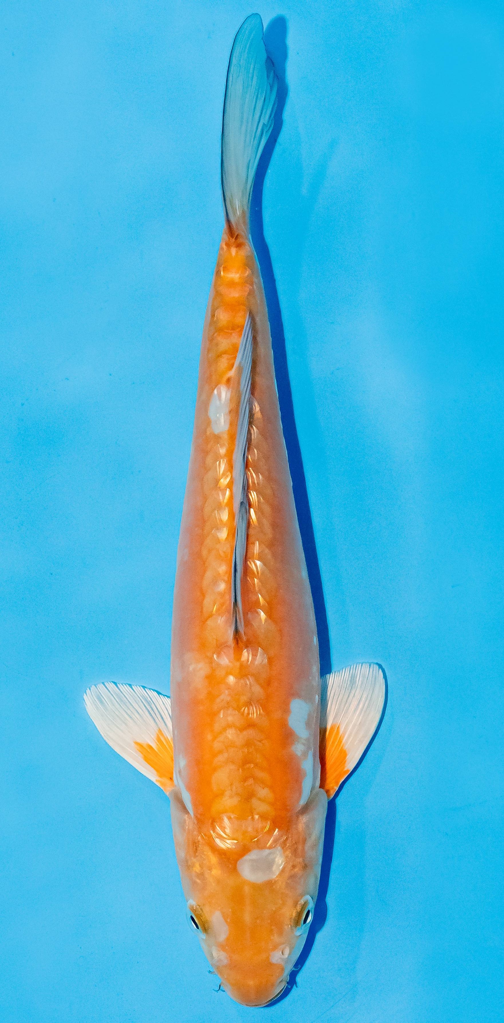 Koi 25-30cm Nr. 6201