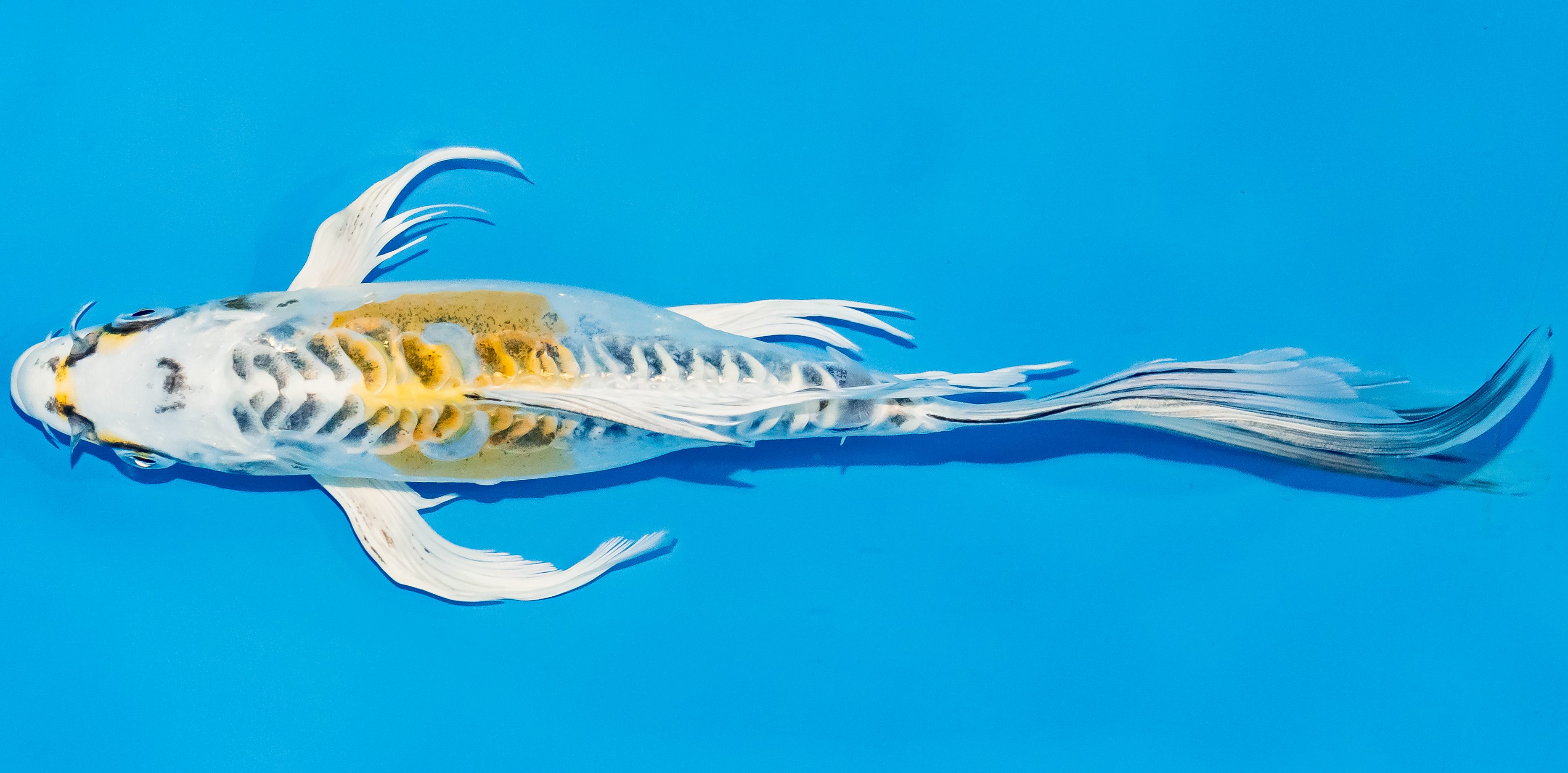 Butterfly Koi 25-30cm Nr. 2360