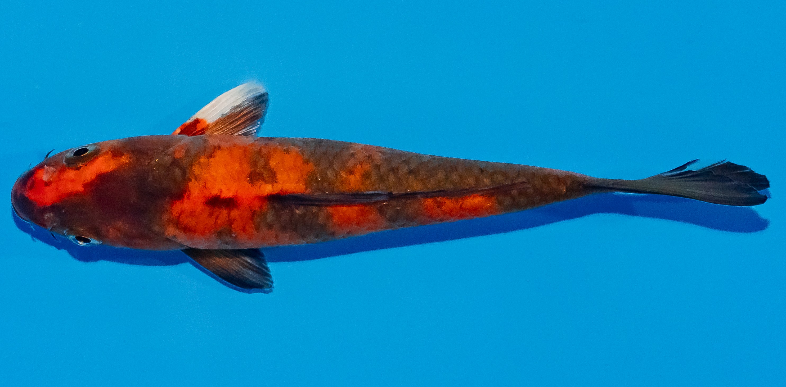 Koi 17-20cm Nr. 2042