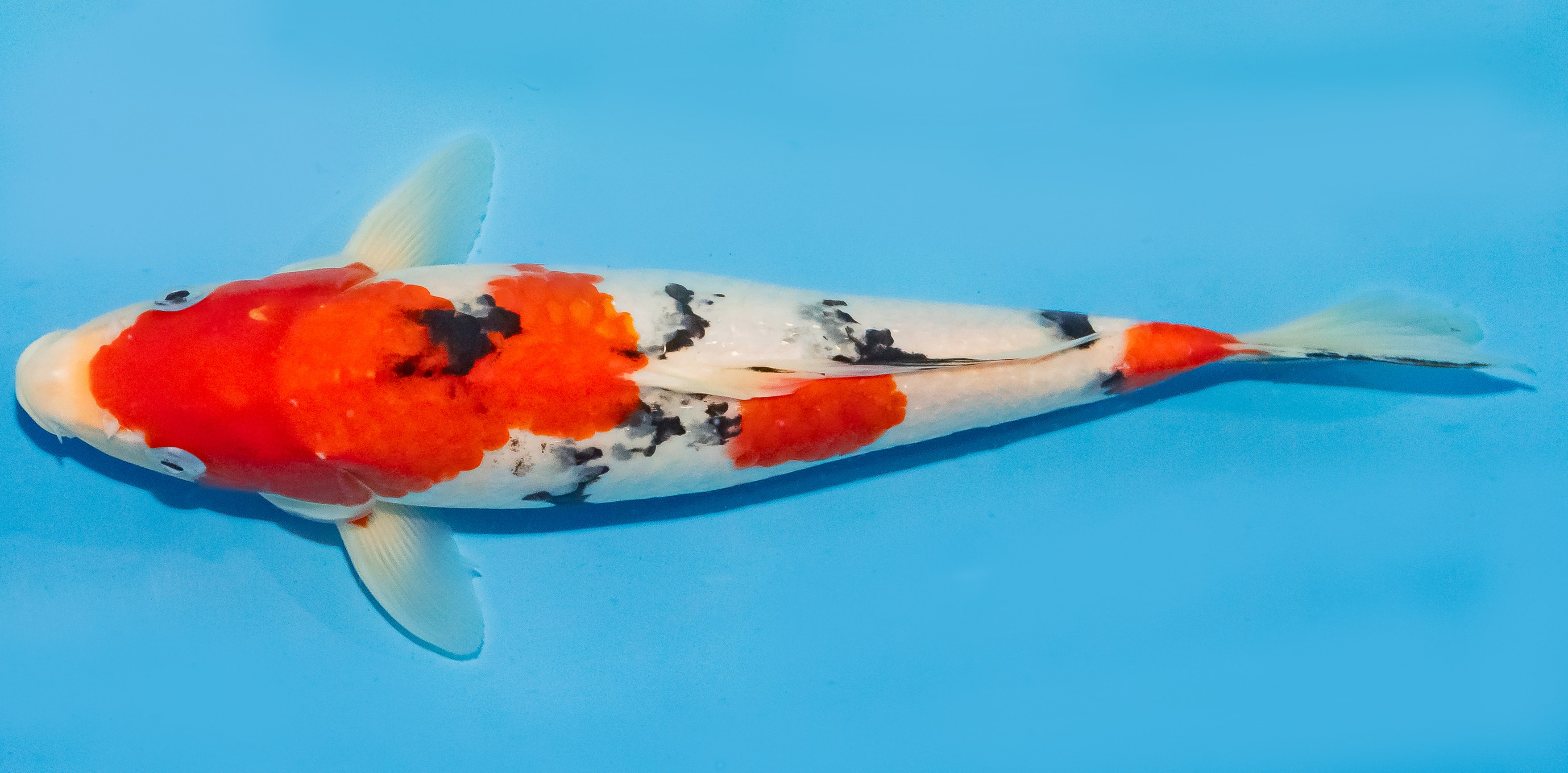 Koi 30-35cm Nr. 1350