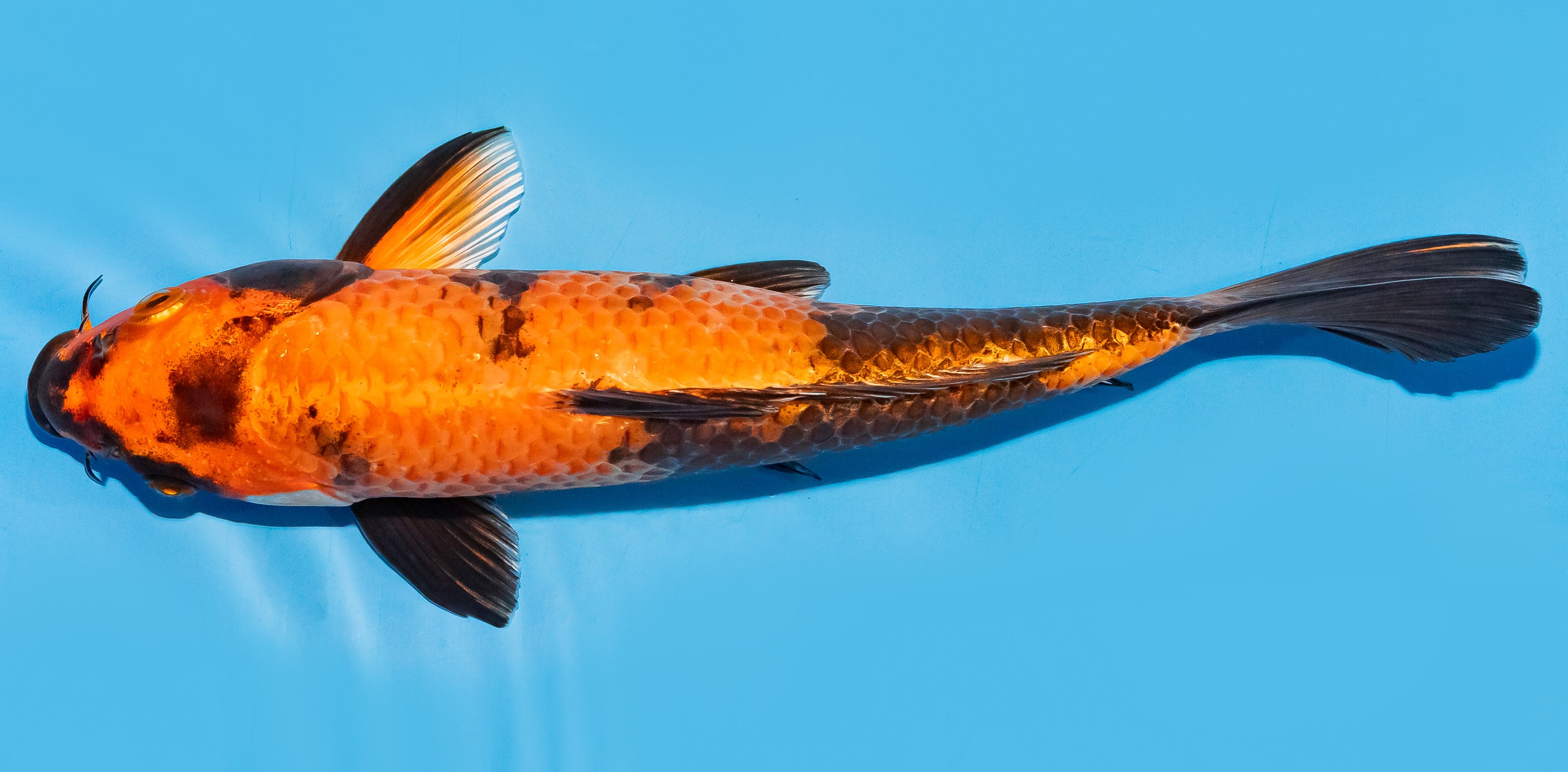 Koi 25-30cm Nr. 8305
