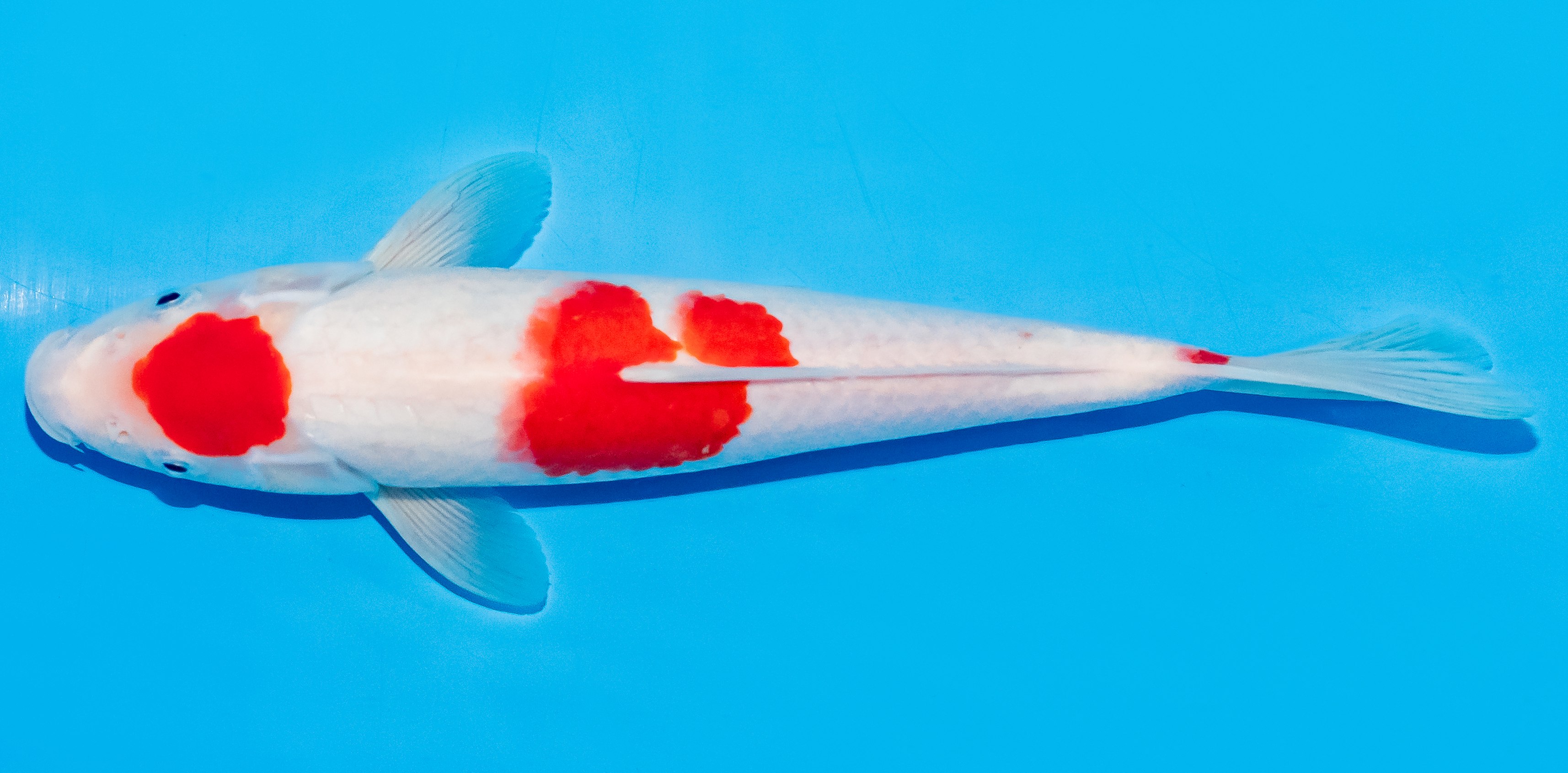 Koi 25-30cm Nr. 6271