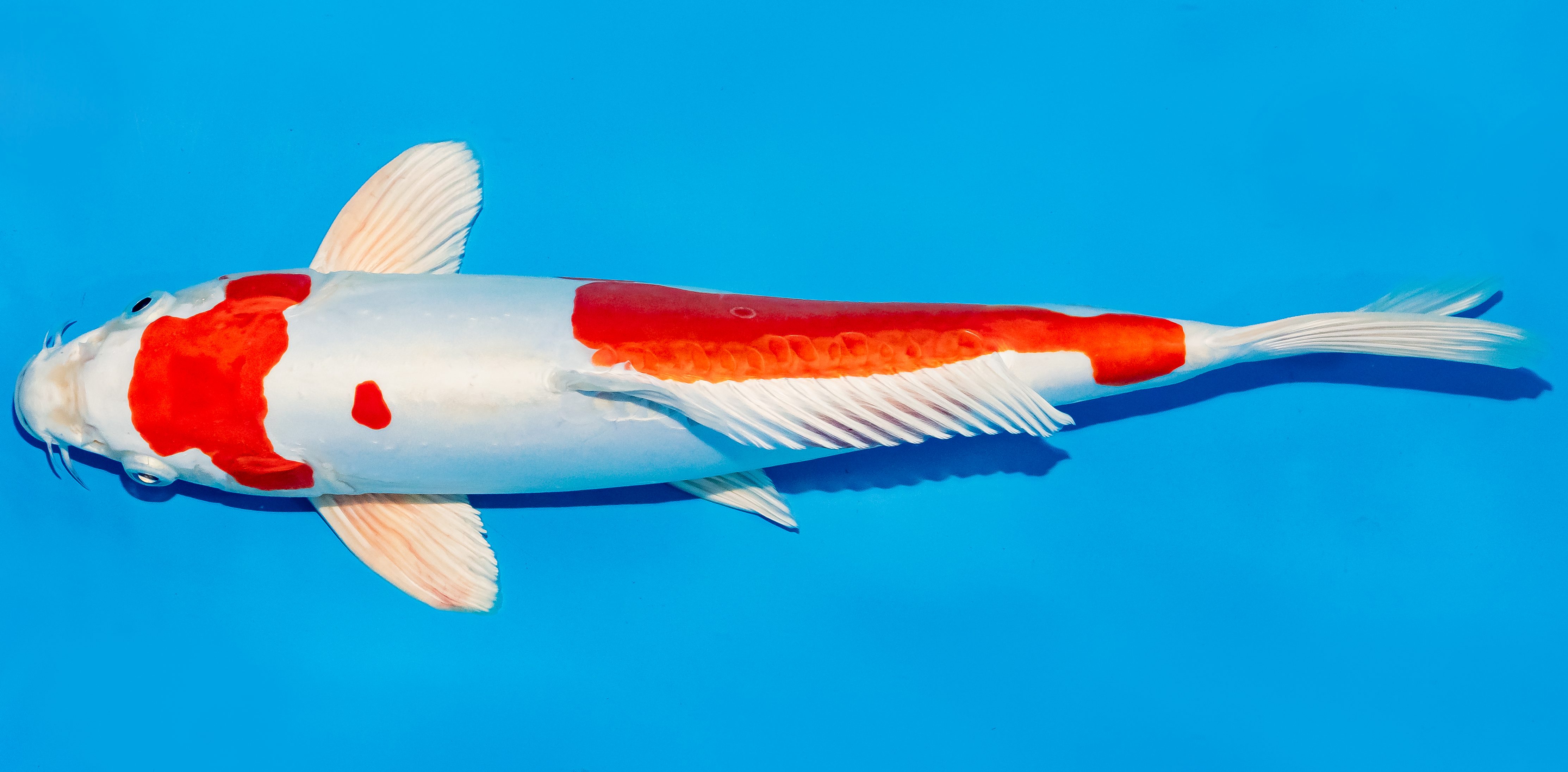 Koi 35-40cm Nr. 5021