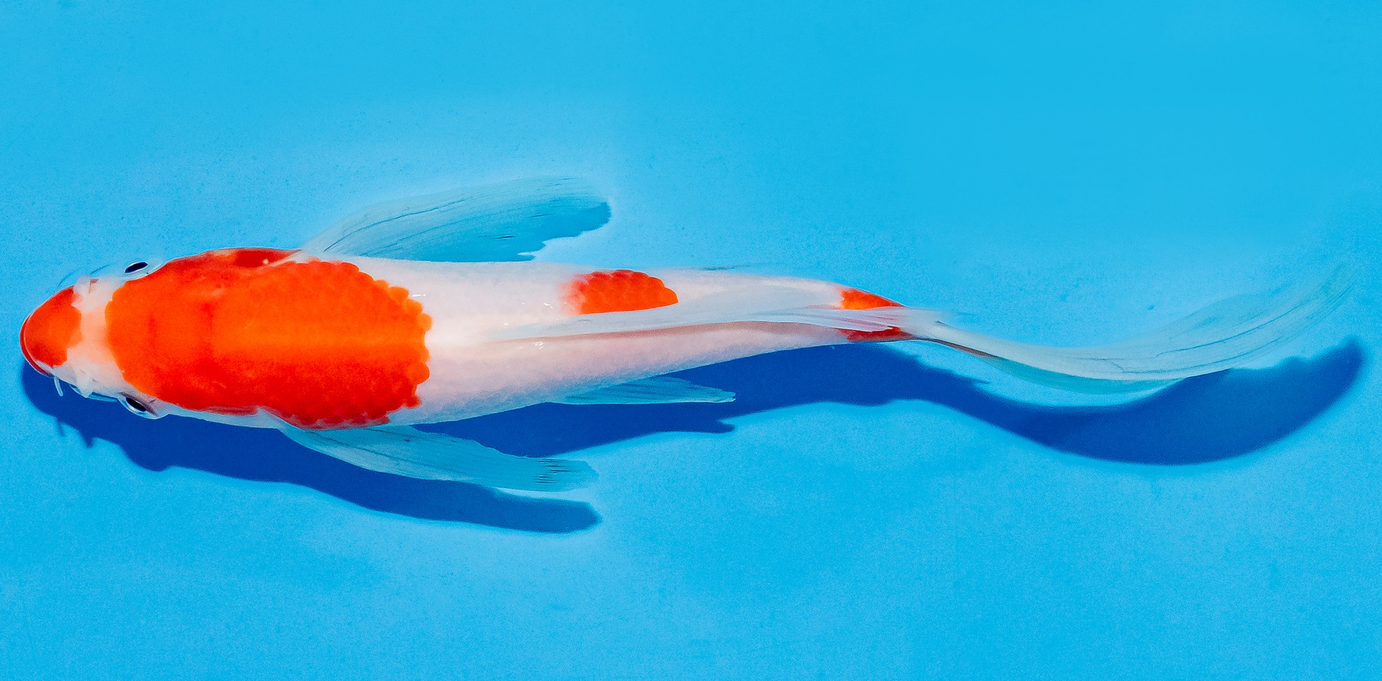 Butterfly Koi 17-20cm Nr. 5938