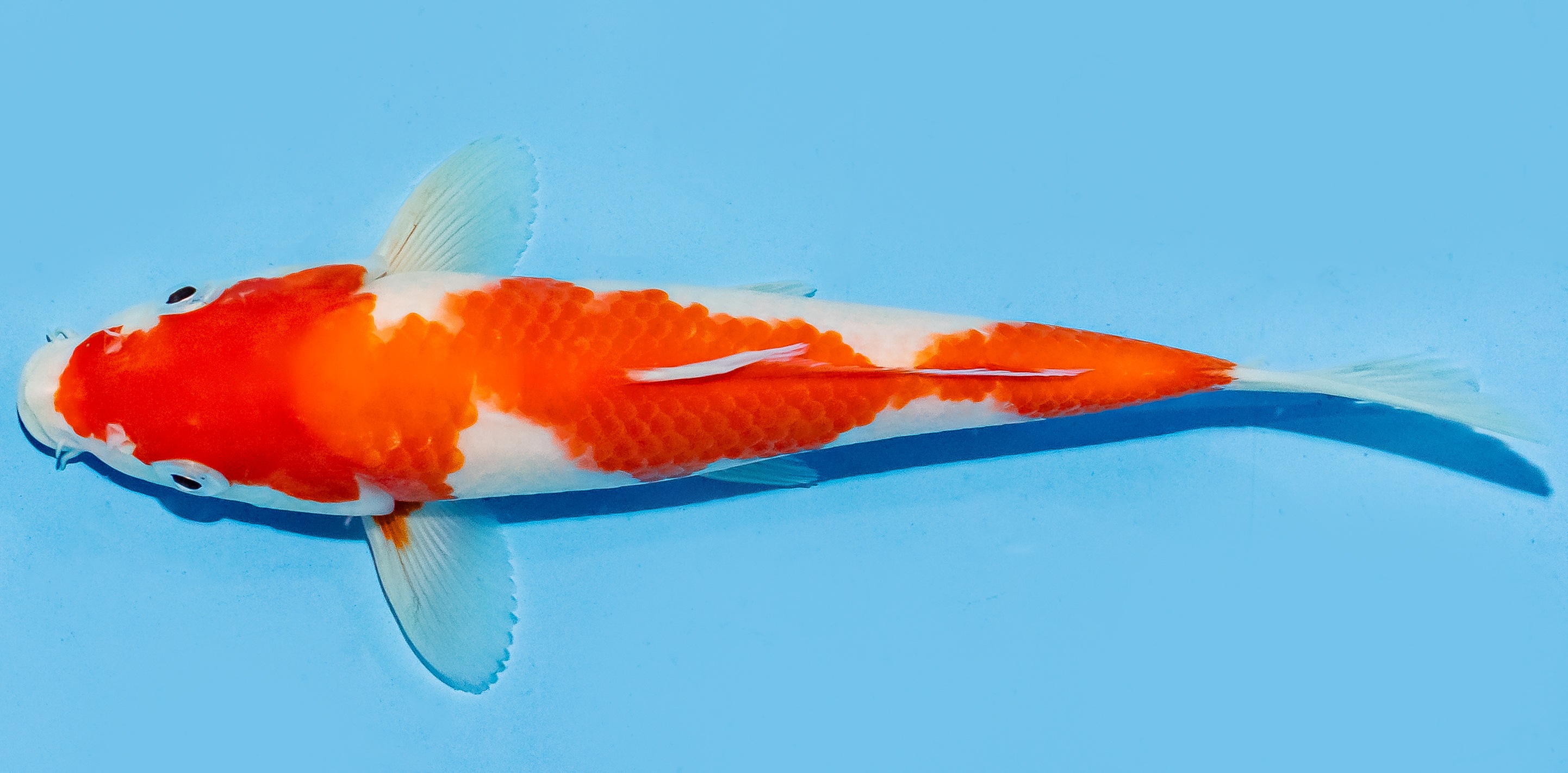 Koi 17-20cm Nr. 6587