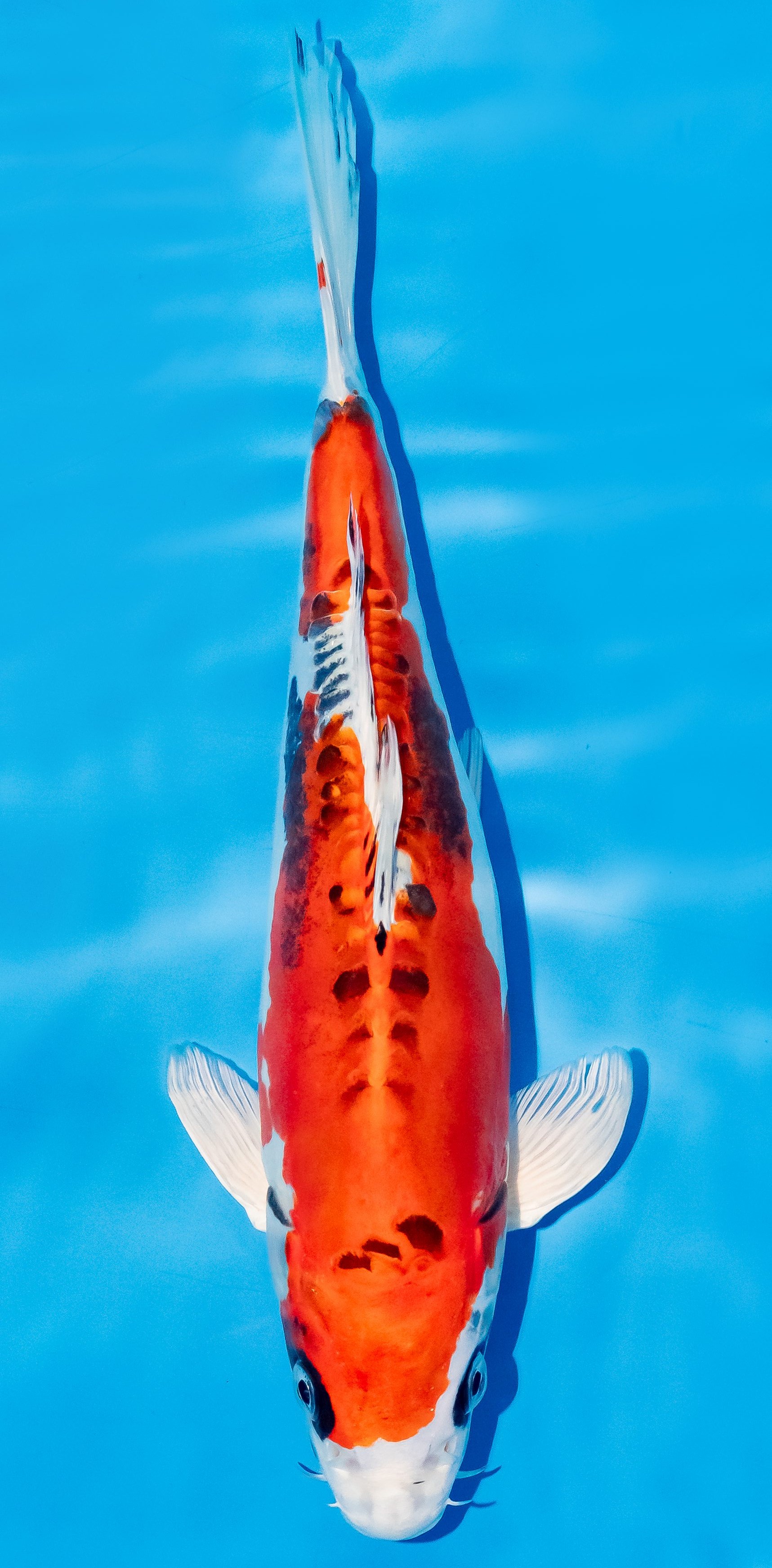Koi 25-30cm Nr. 6211