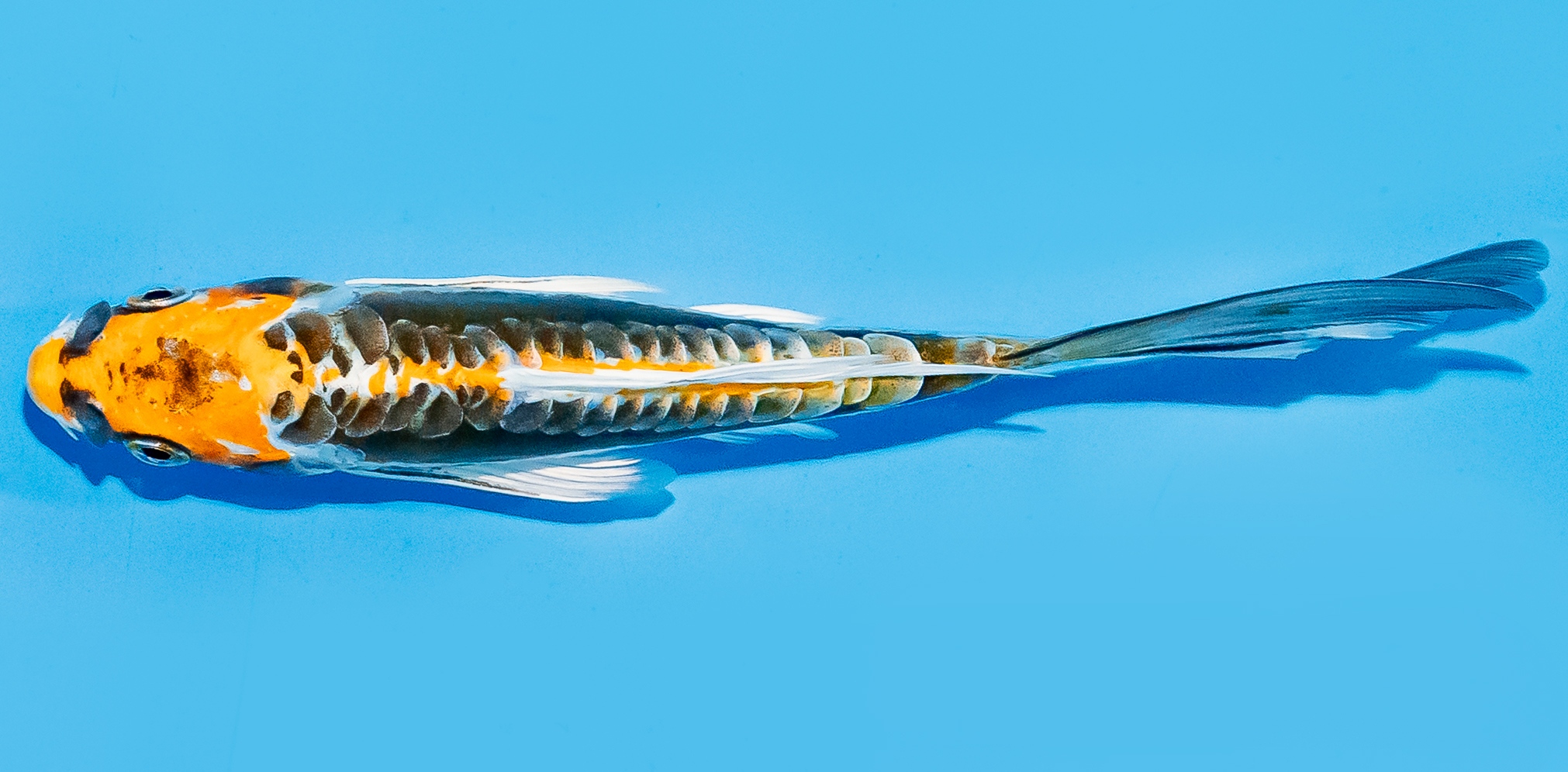 Butterfly Koi 14-17cm Nr. 7432