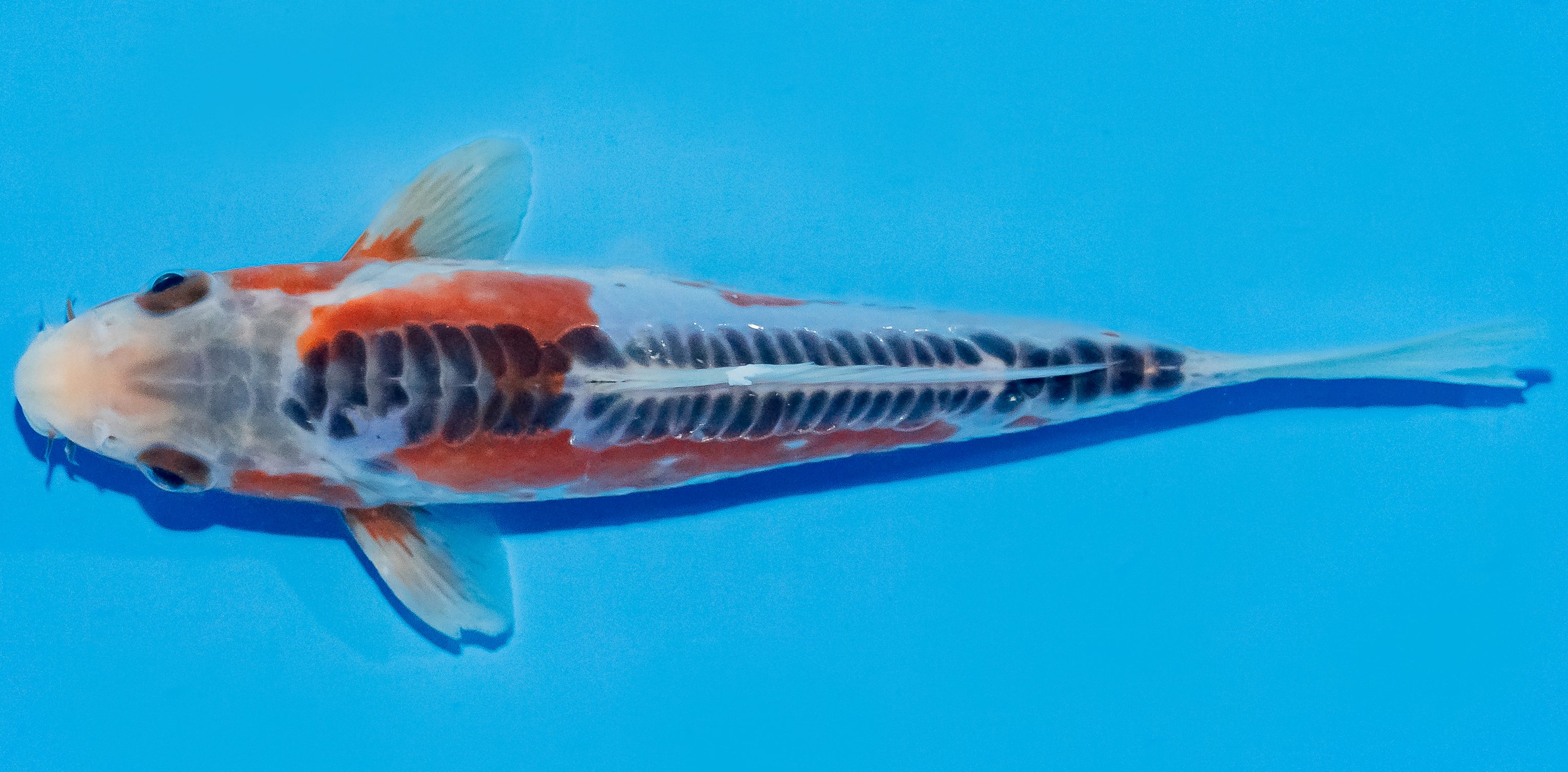 Koi 17-20cm Nr. 2059
