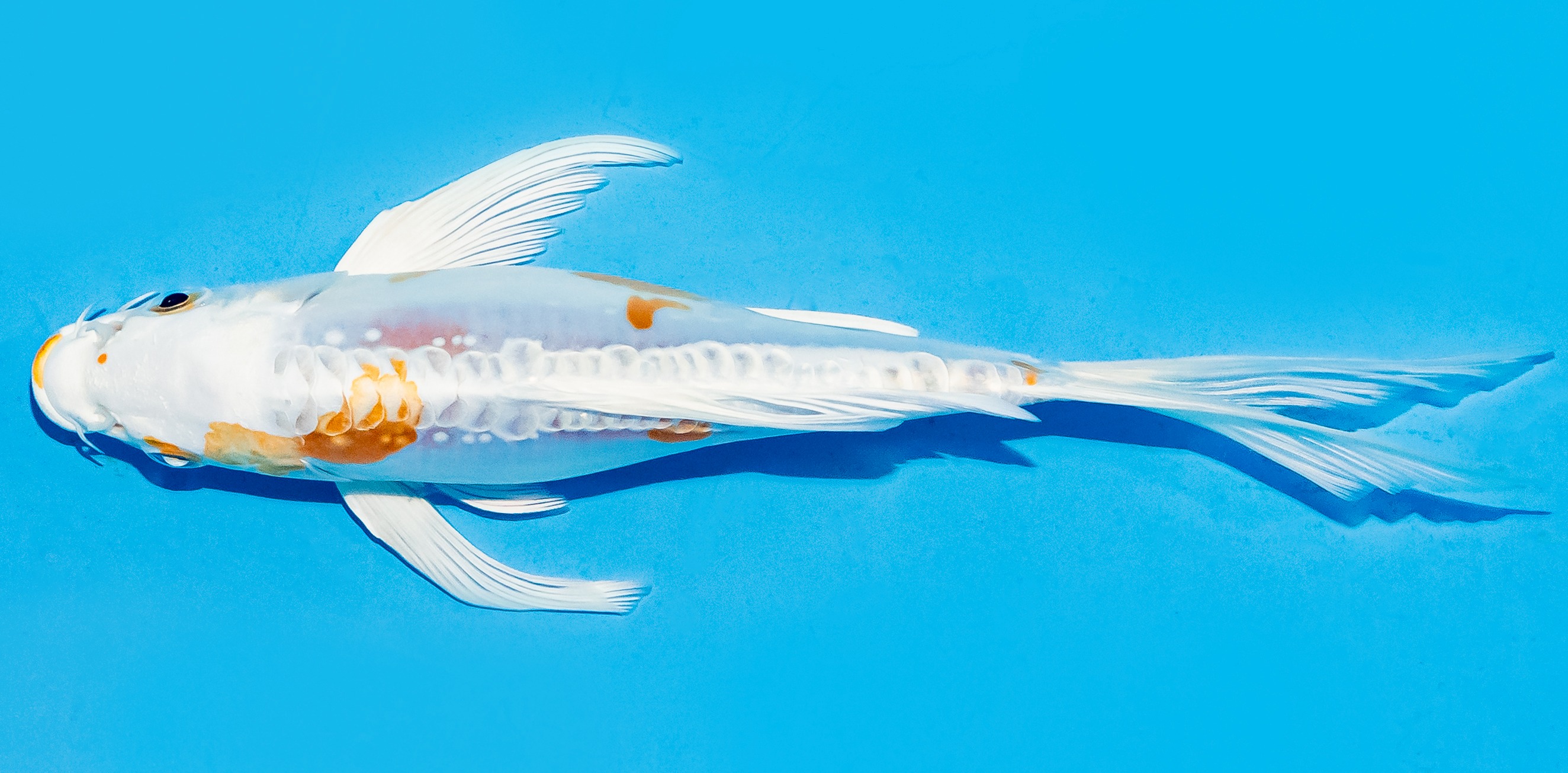 Butterfly Koi 17-20cm Nr. 5958