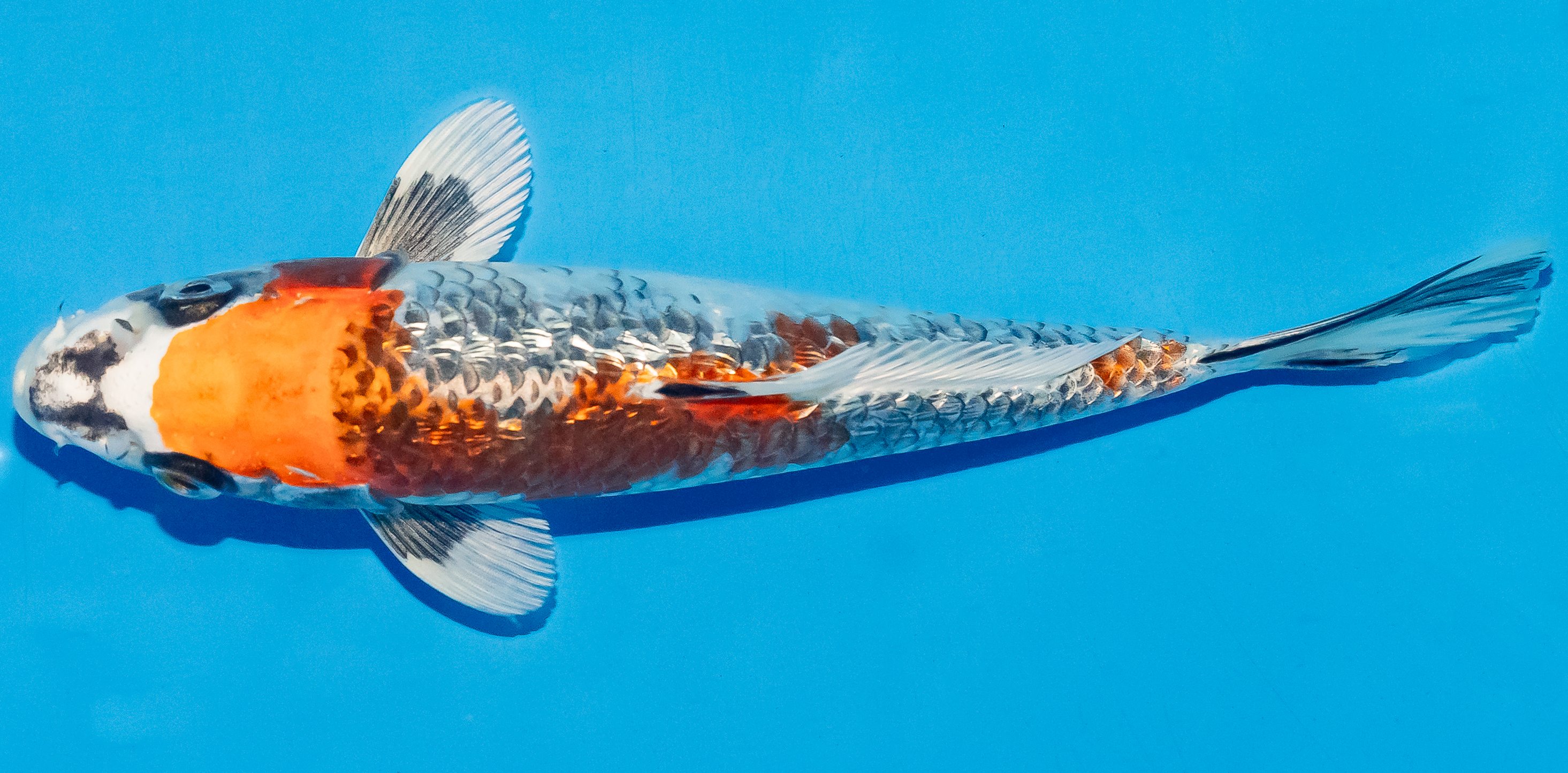 Koi 17-20cm Nr. 4514