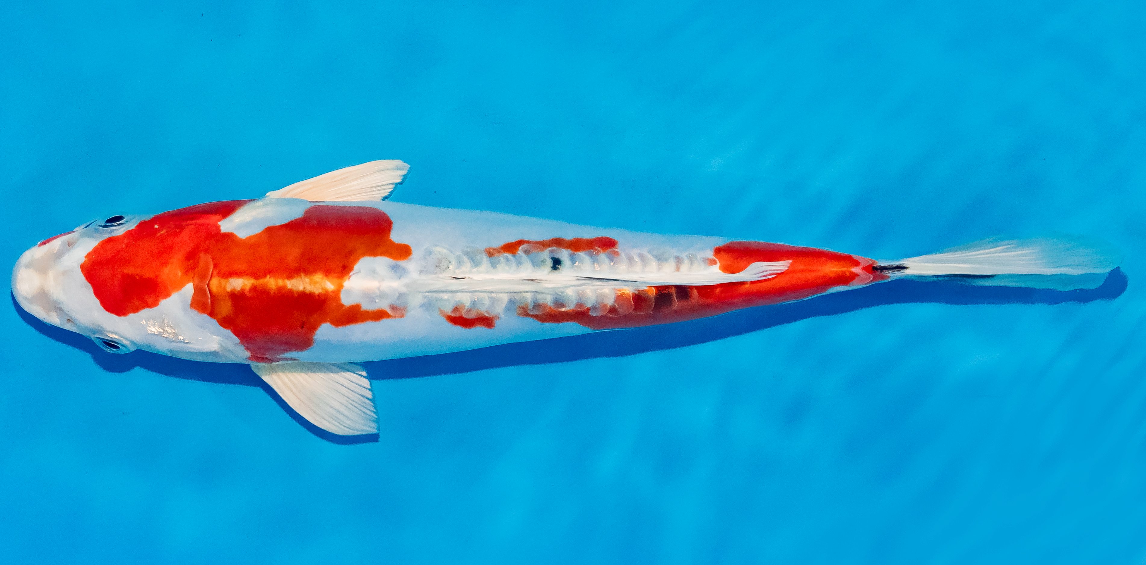 Koi 25-30cm Nr. 4254