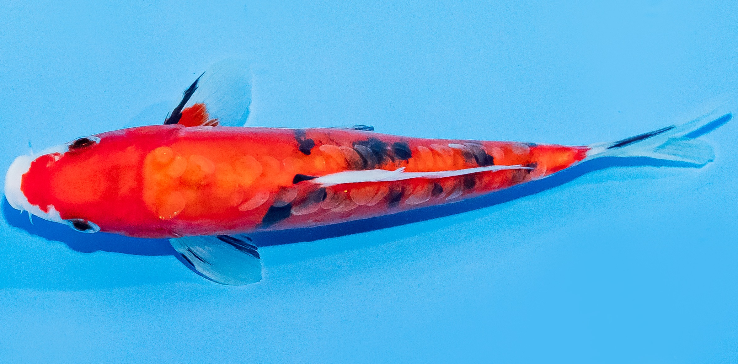 Koi 20-25cm Nr. 1824
