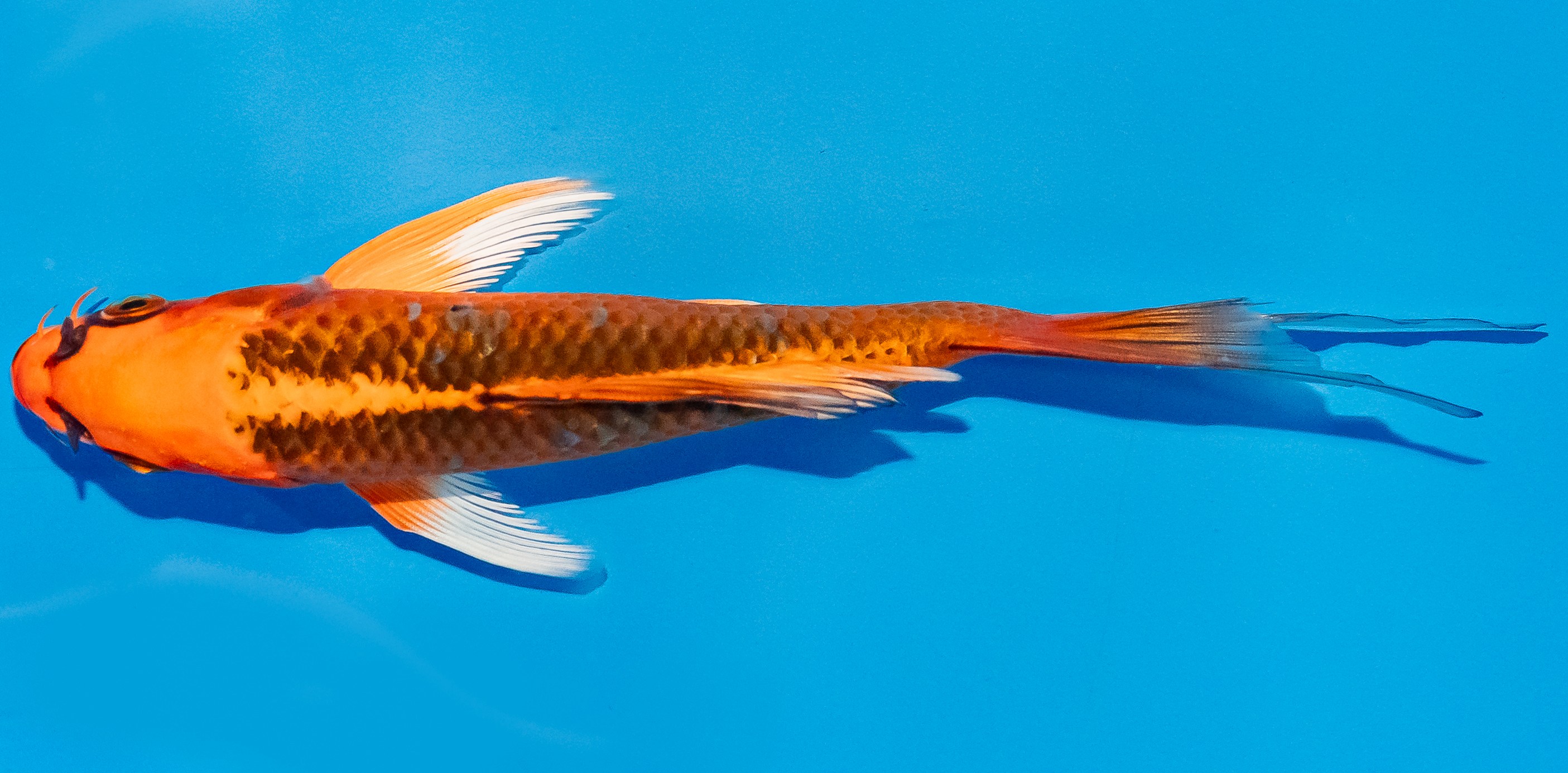Butterfly Koi 14-17cm Nr. 2561
