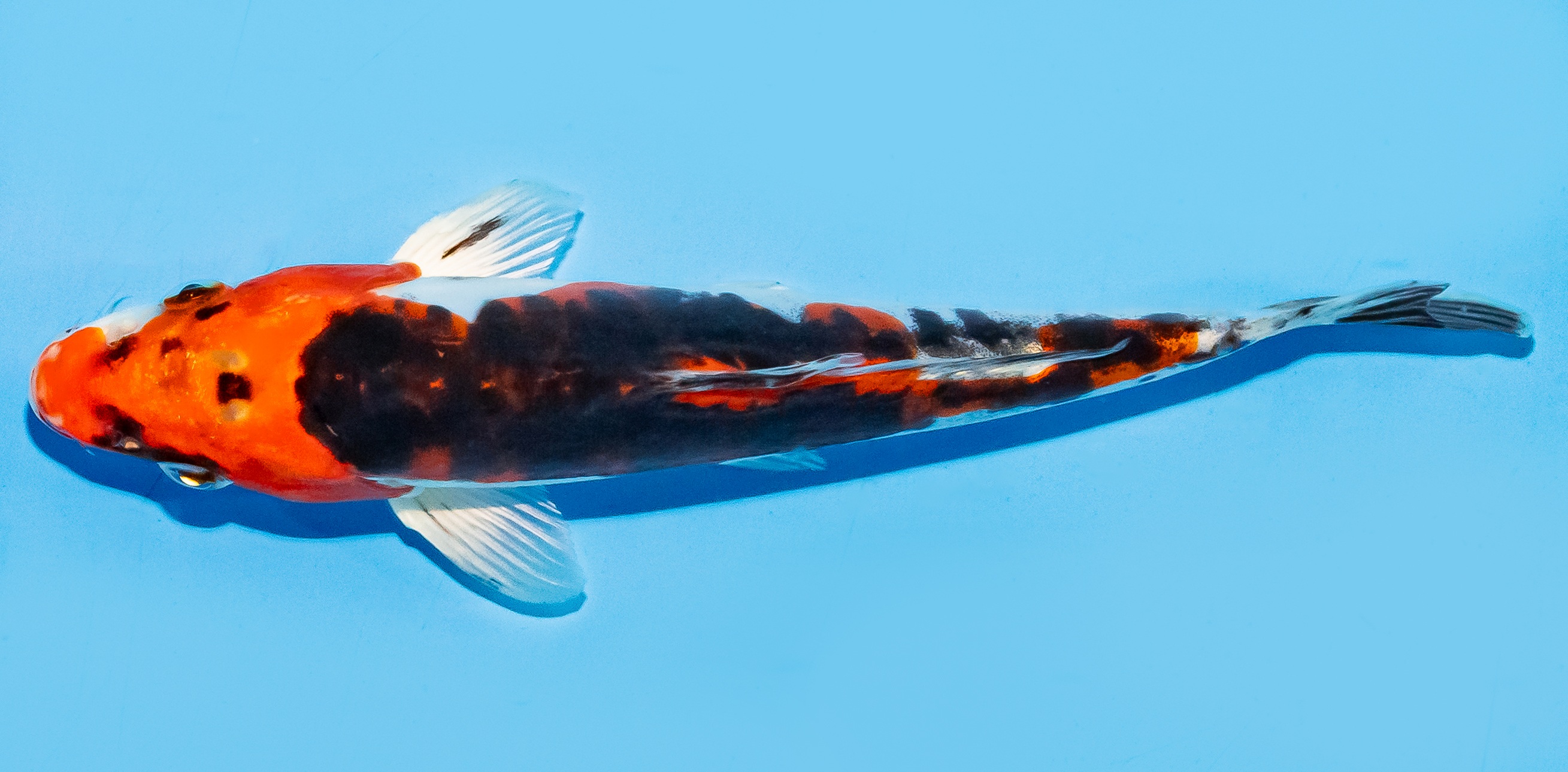 Koi 17-20cm Nr. 7808
