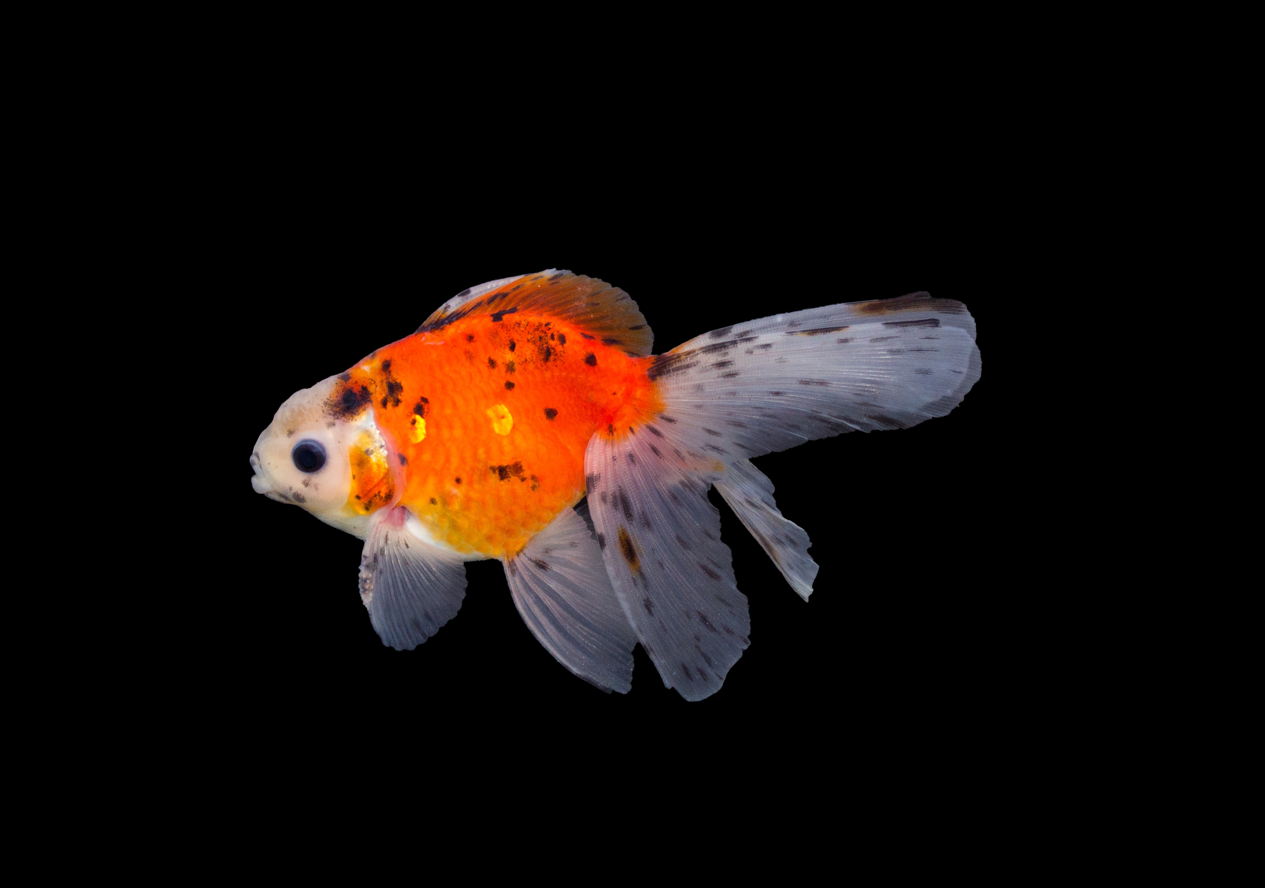 Schleierschwanz Calico