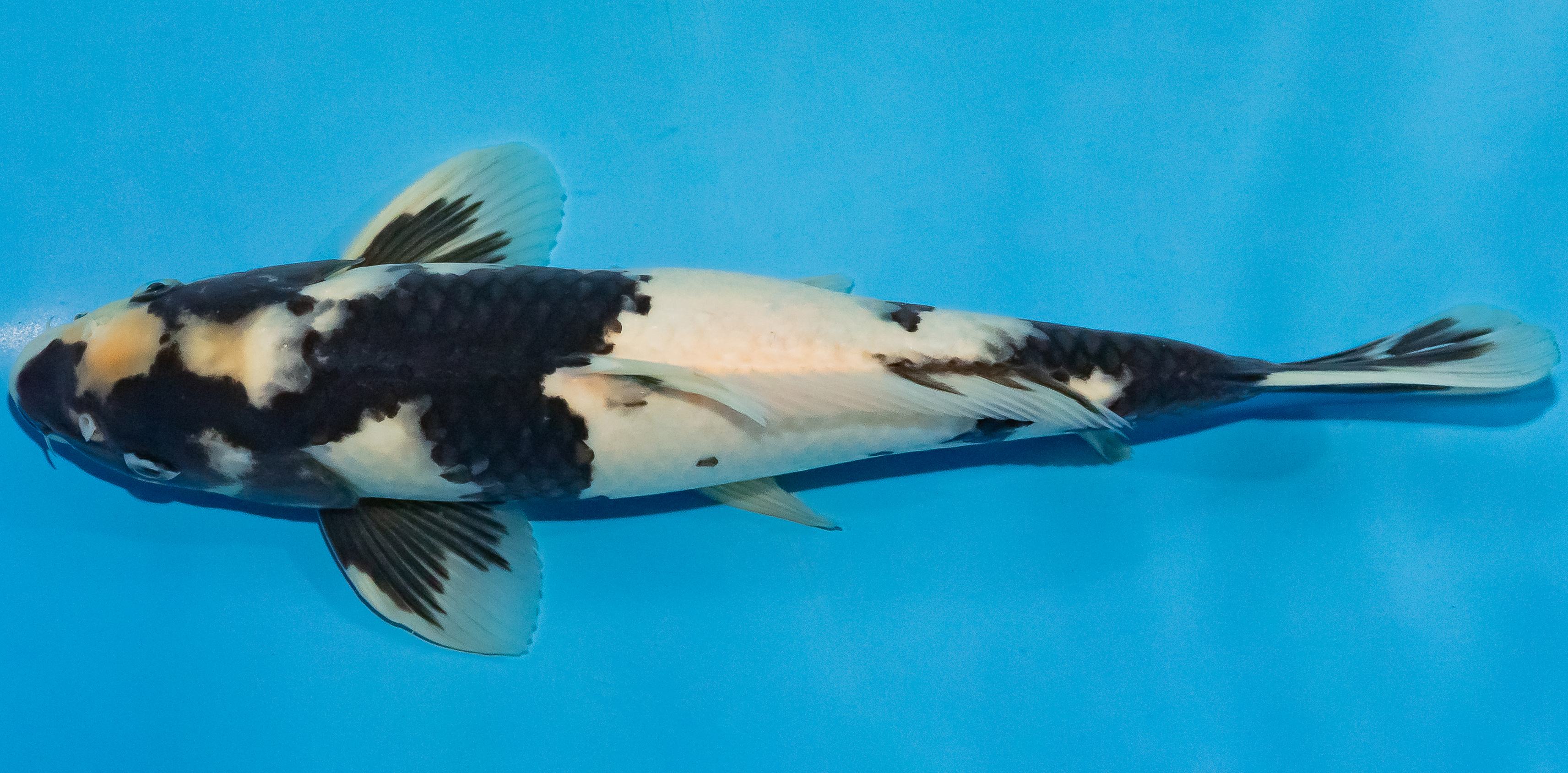 Koi 30-35cm Nr. 1305