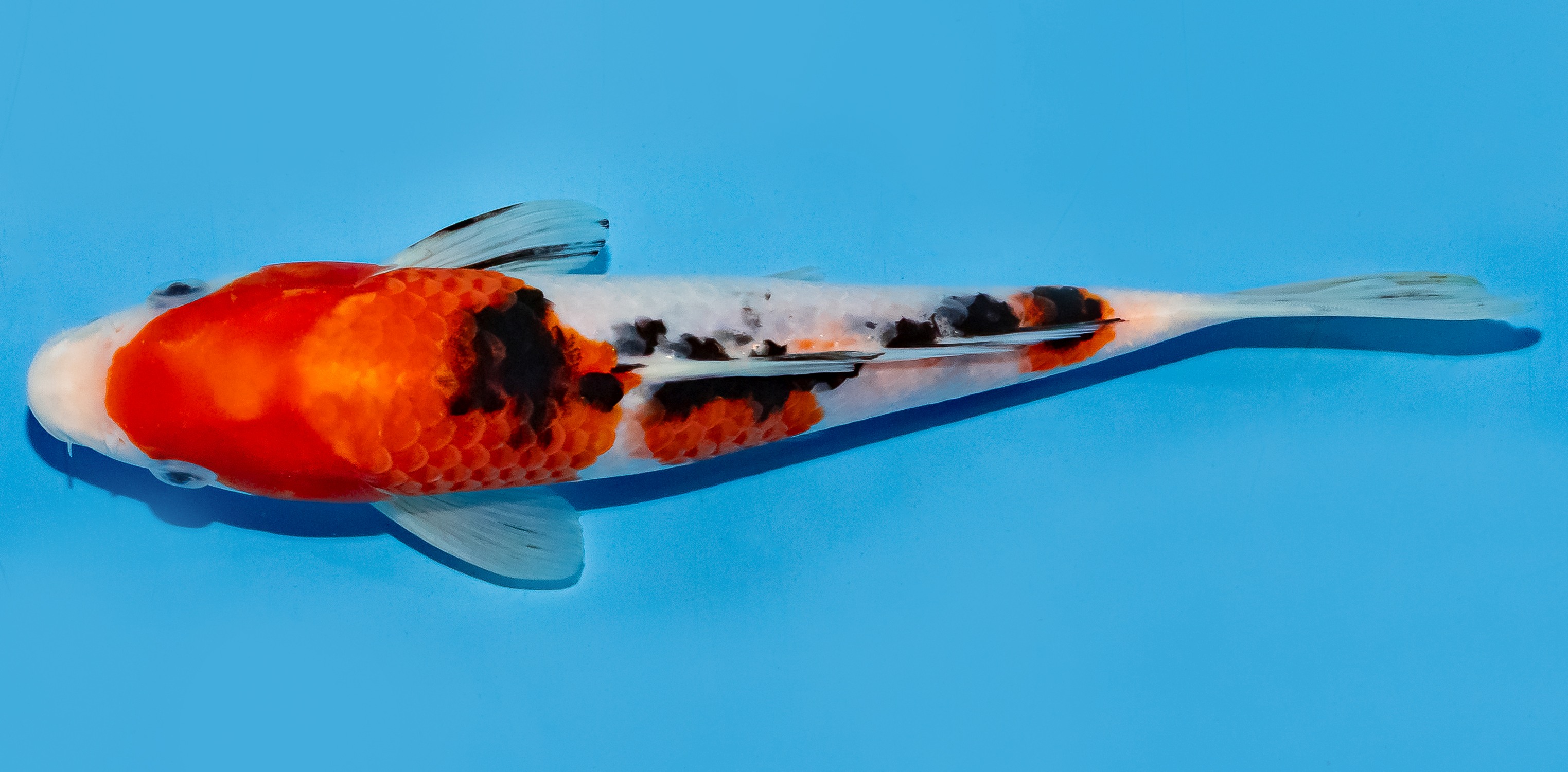Koi 20-25cm Nr. 8614