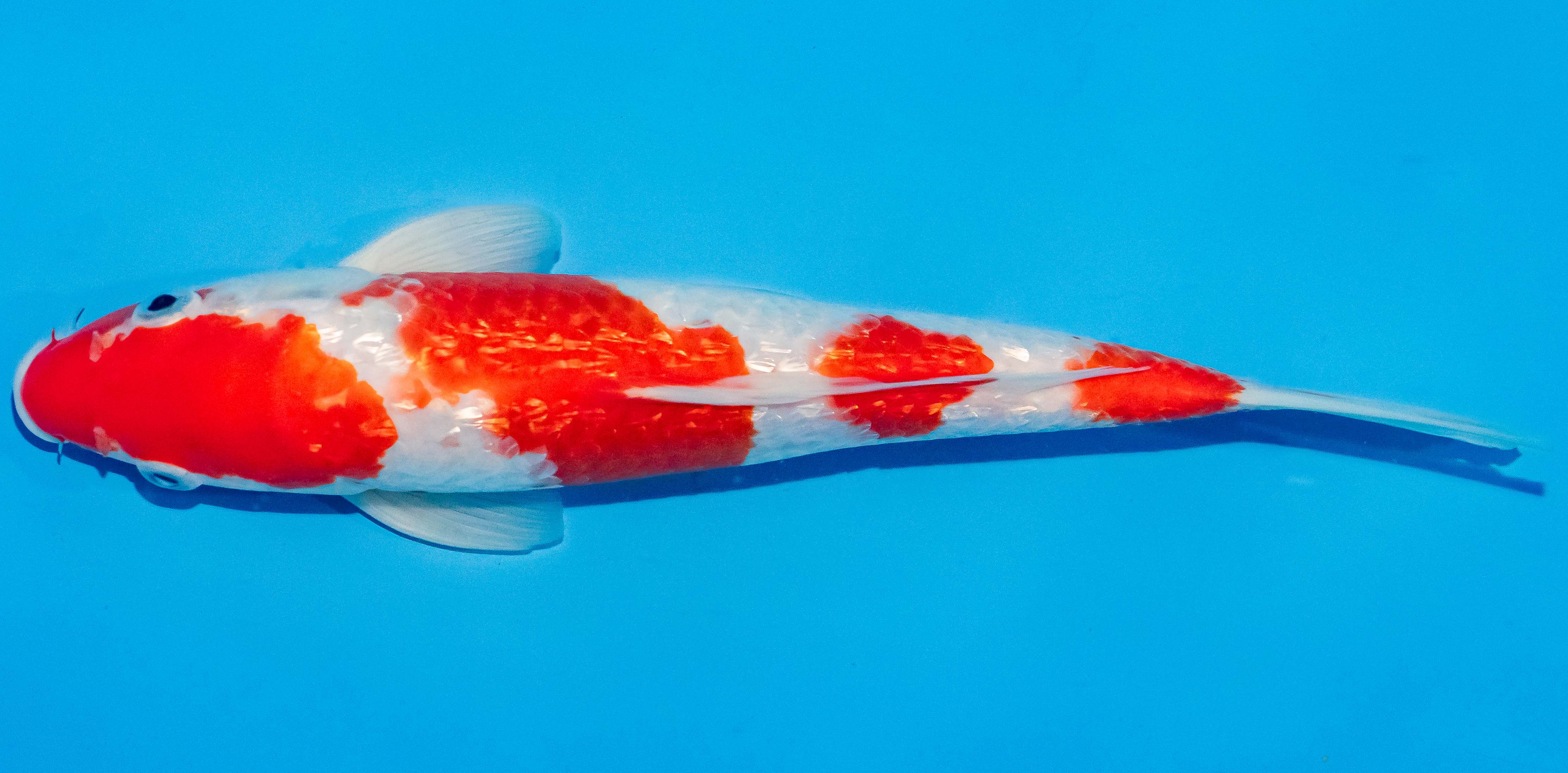 Koi 25-30cm Nr. 1546