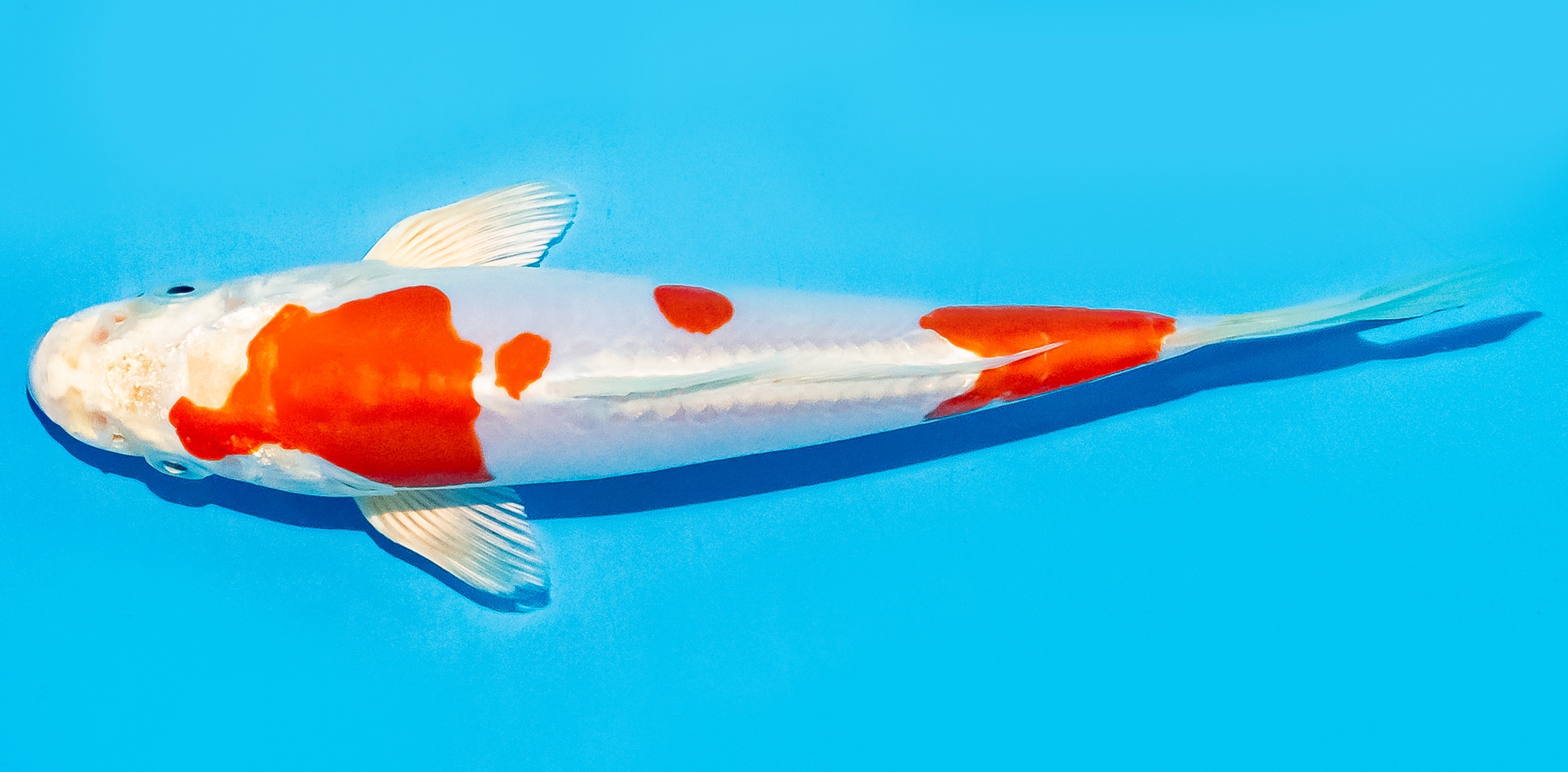 Koi 14-17cm Nr. 8061