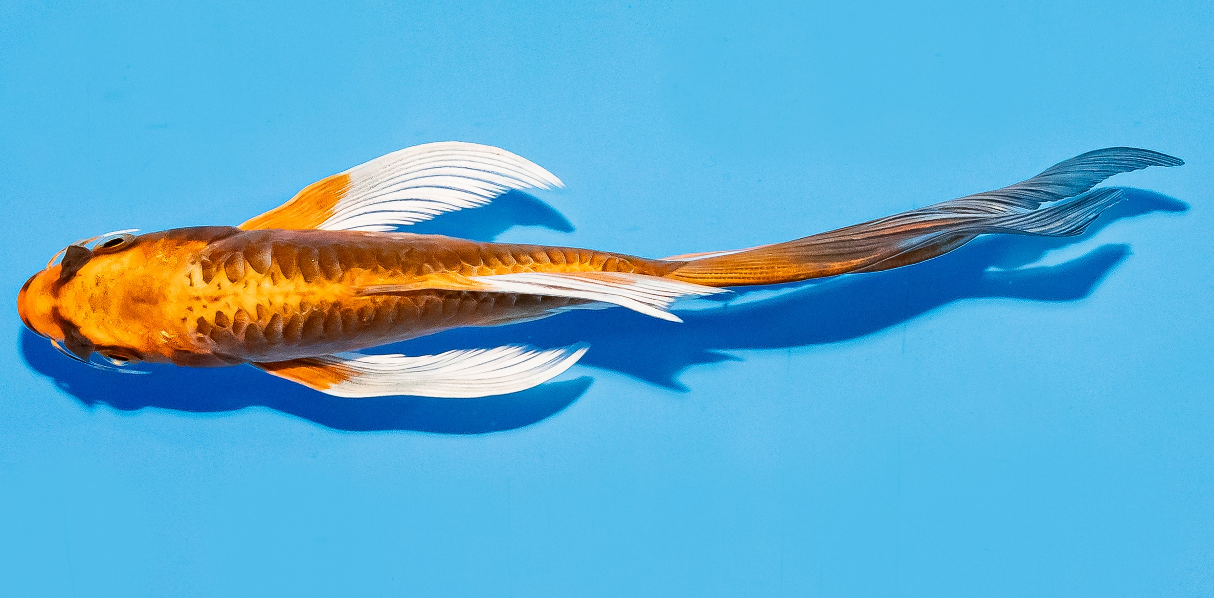 Butterfly Koi 14-17cm Nr. 5715