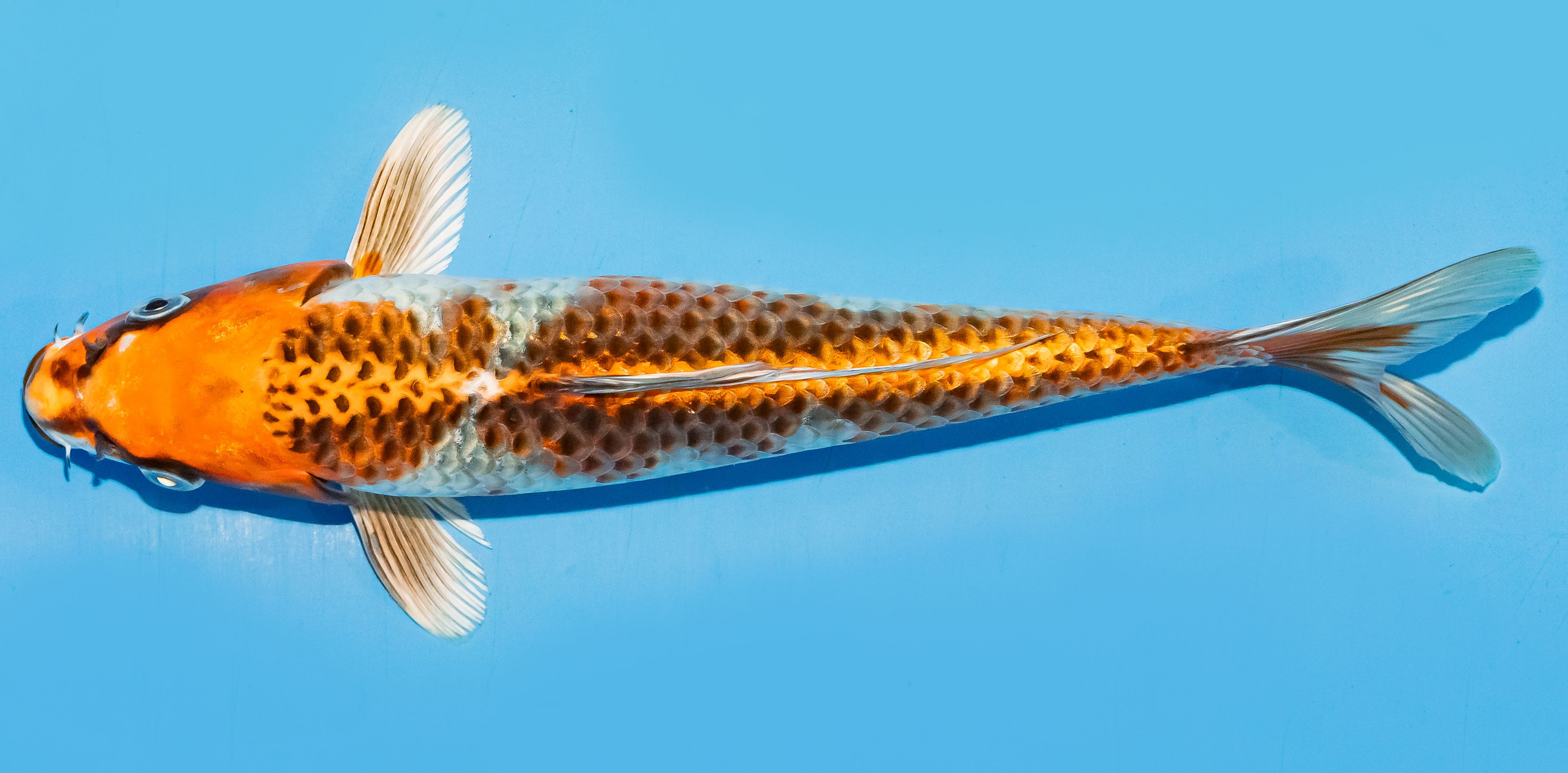 Koi 25-30cm Nr. 8348