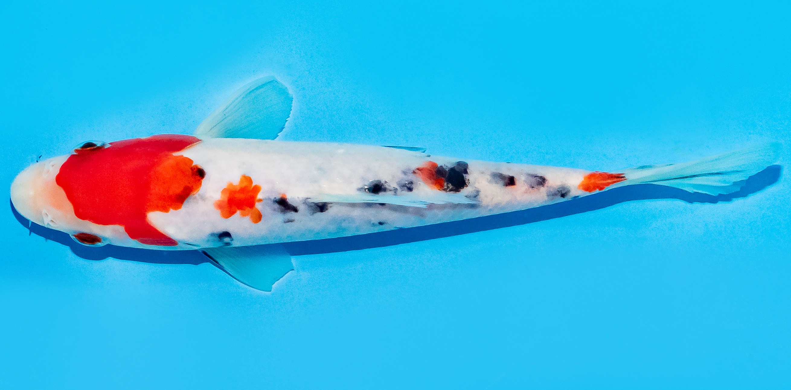 Koi 17-20cm Nr. 7726
