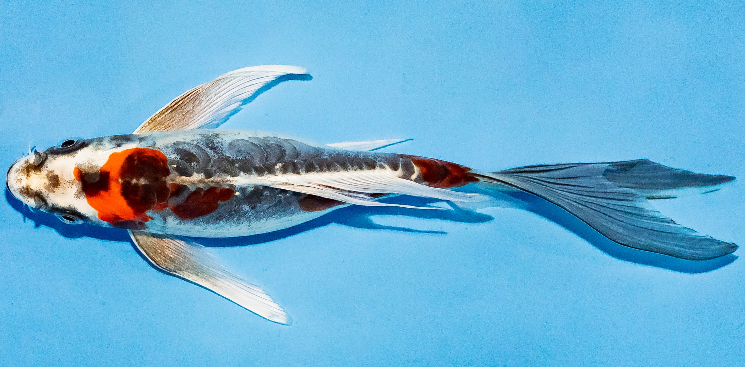 Butterfly Koi 20-25cm Nr. 8555