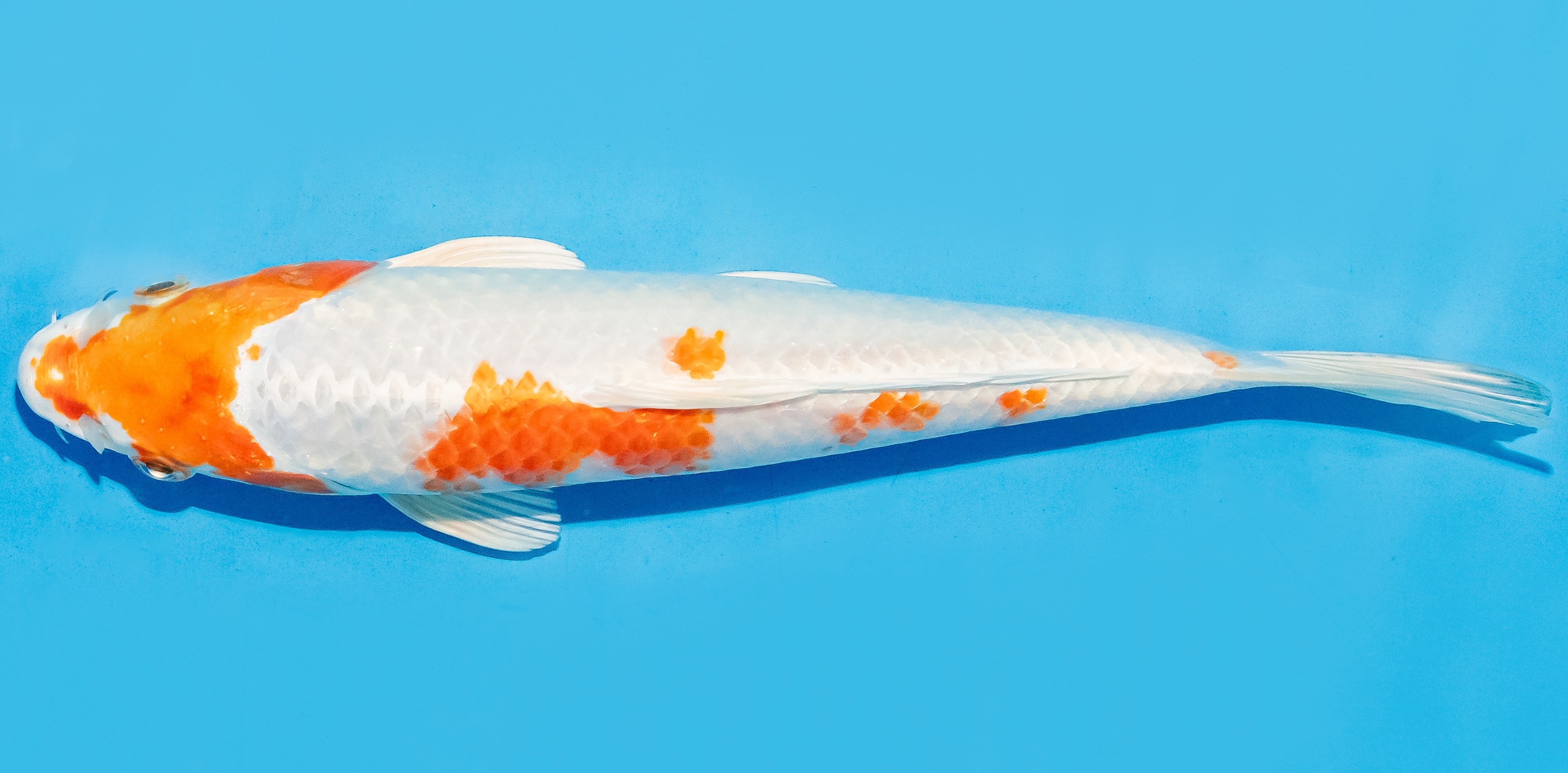 Koi 20-25cm Nr. 8428