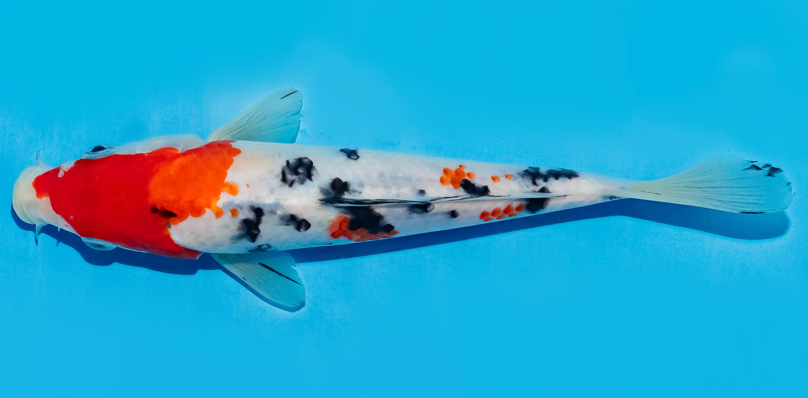 Koi 20-25cm Nr. 8610