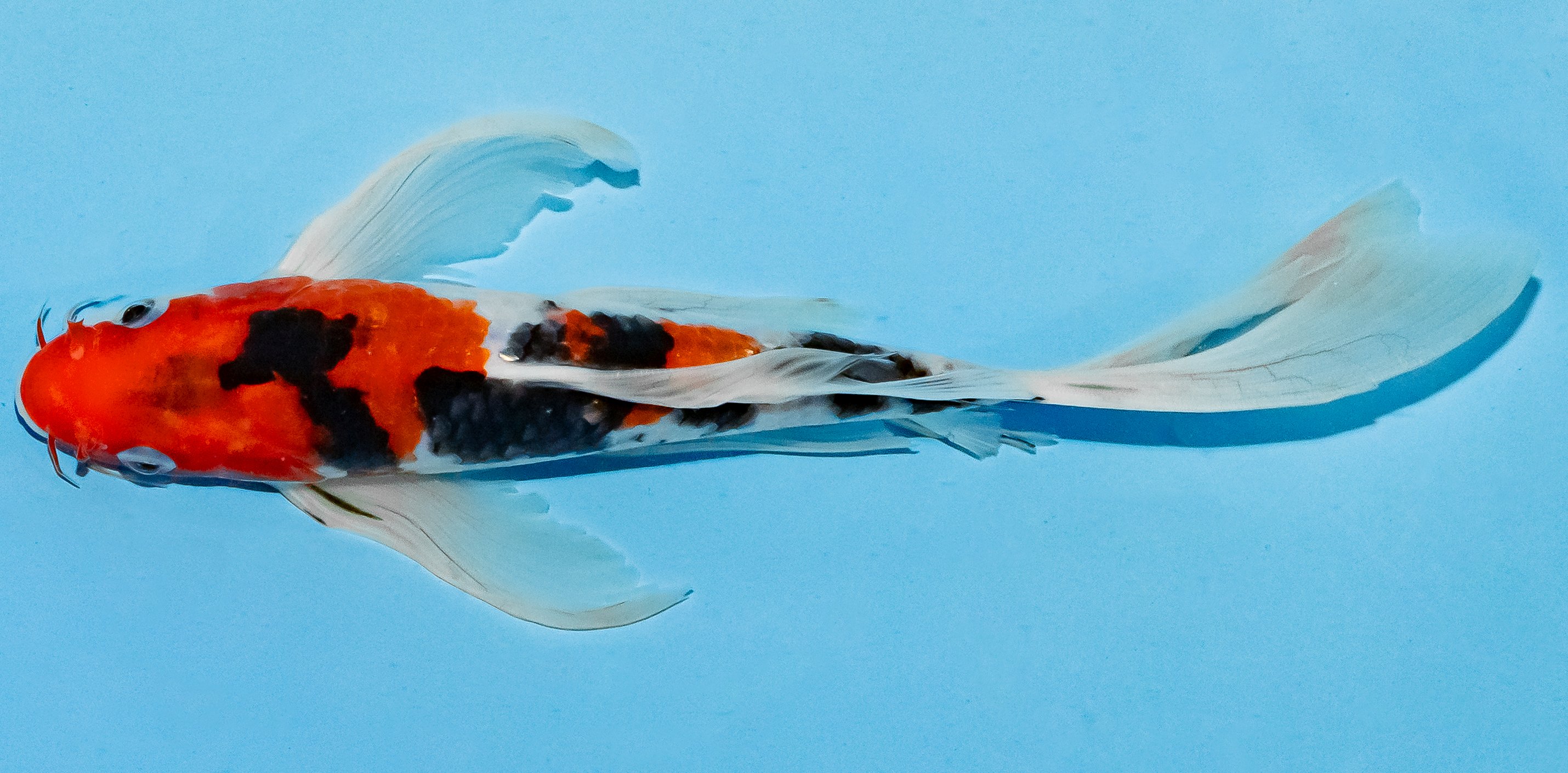 Butterfly Koi 20-25cm Nr. 8527