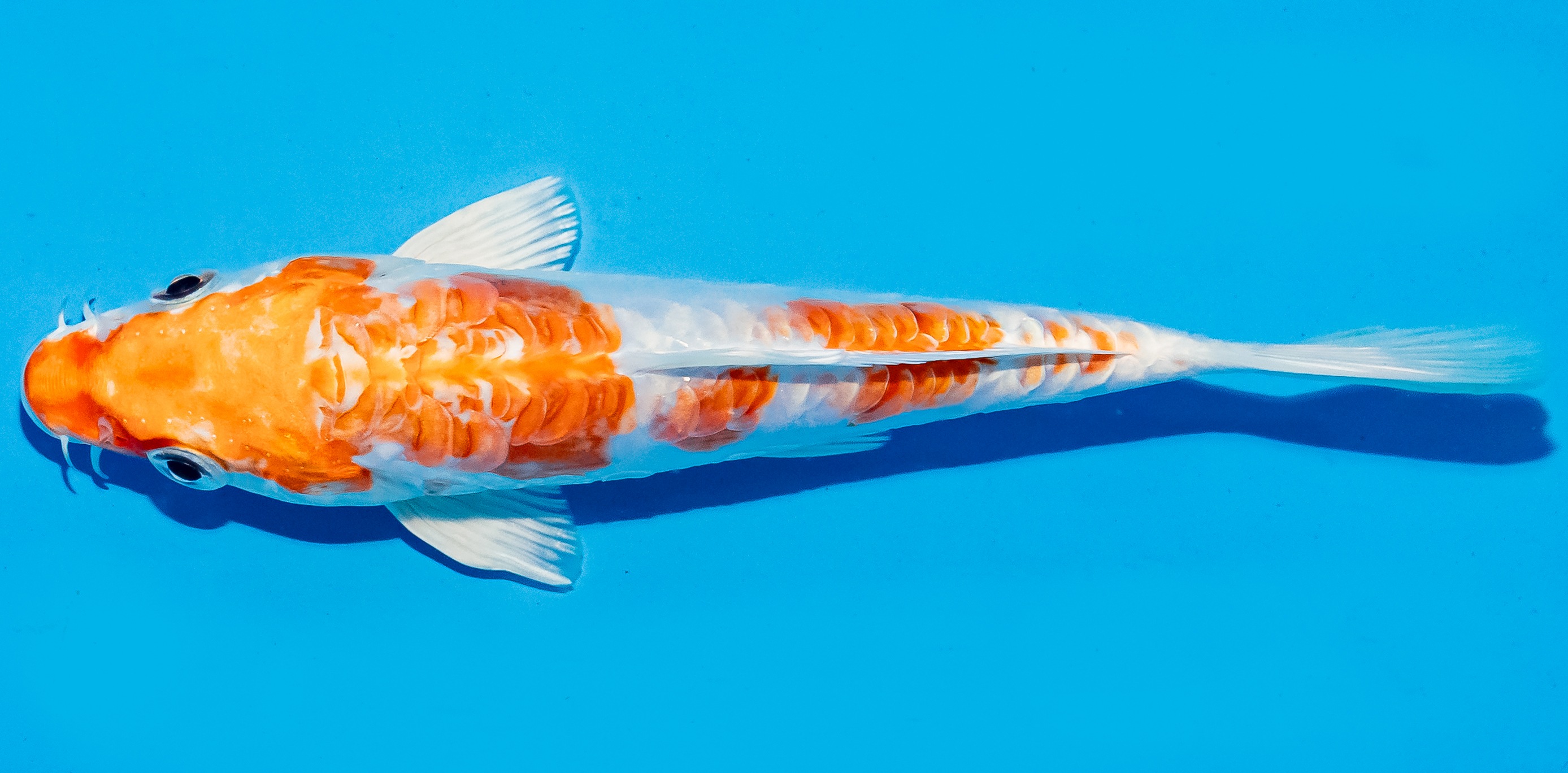 Koi 14-17cm Nr. 6167